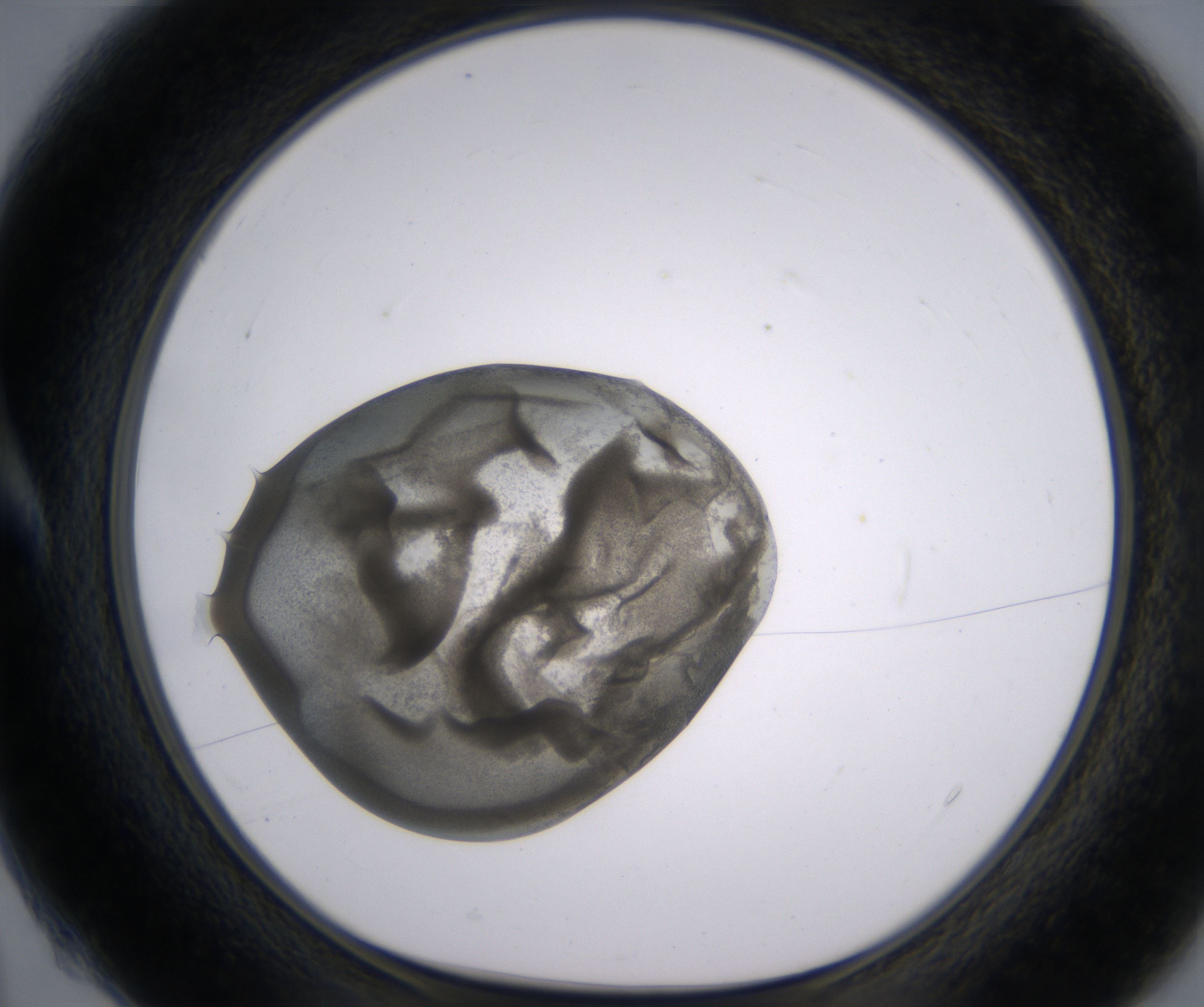 A4_HighResolution_Precipitate_1.jpg