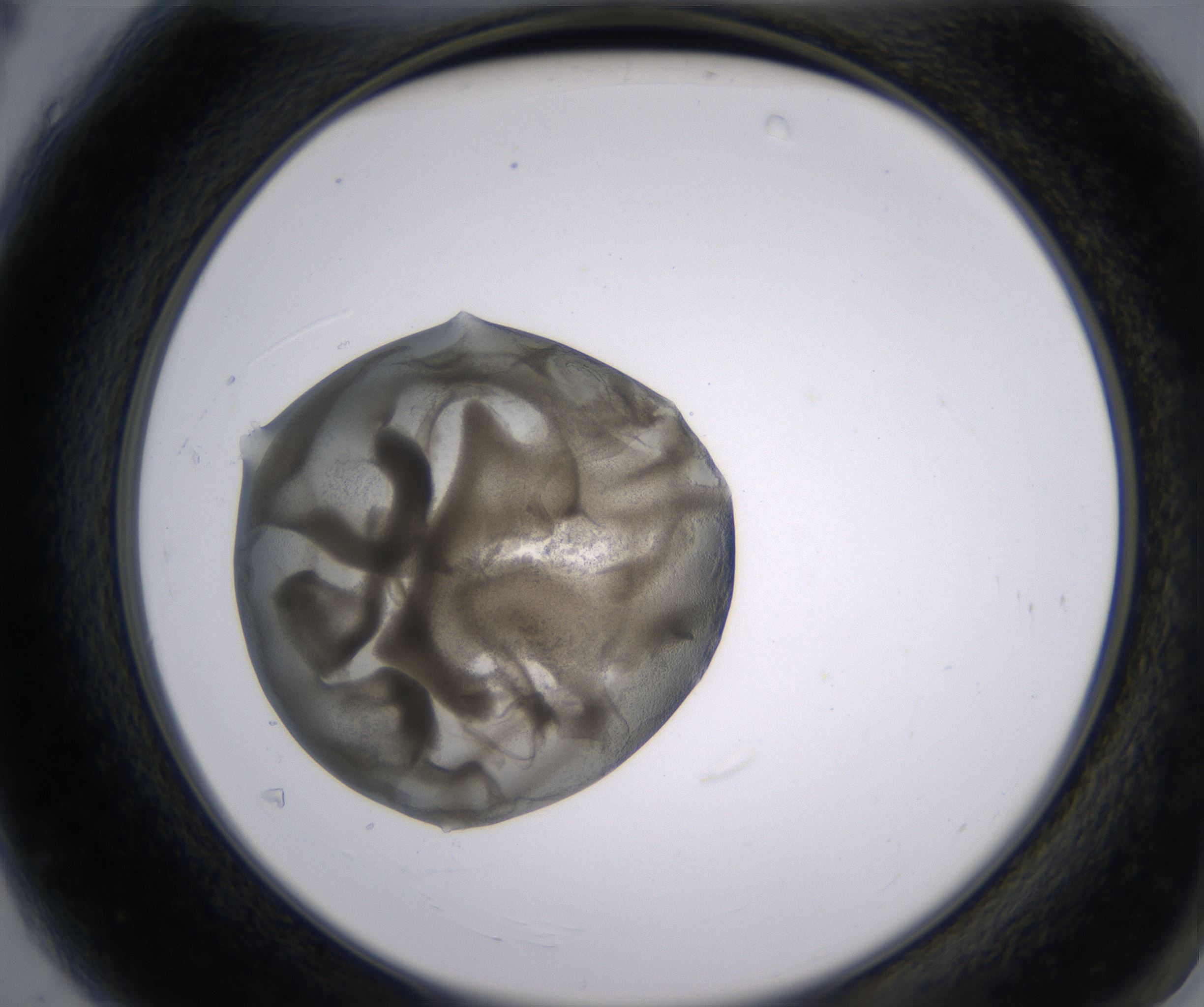 A4_HighResolution_Precipitate_2.jpg