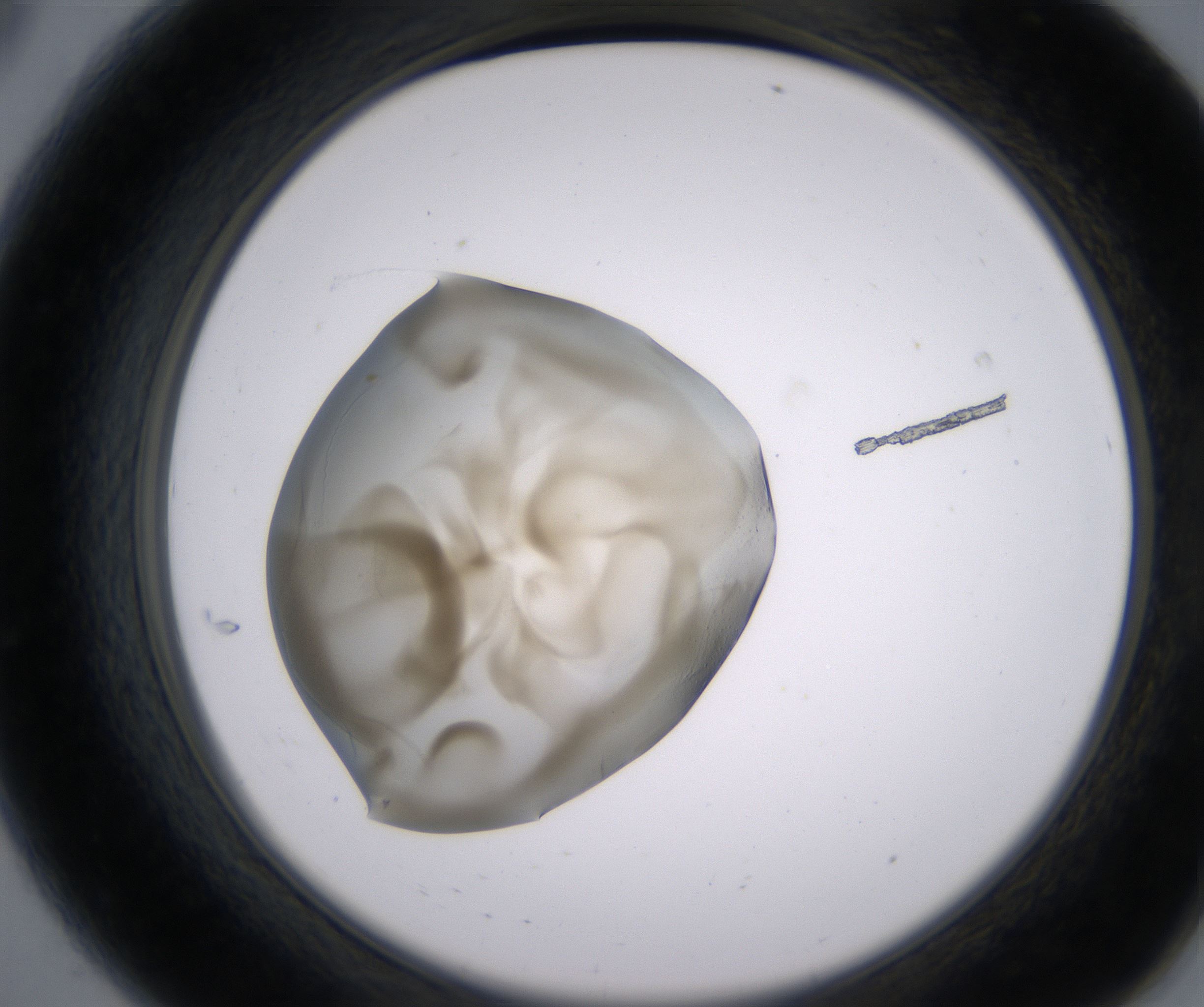 A8_HighResolution_Precipitate_2.jpg