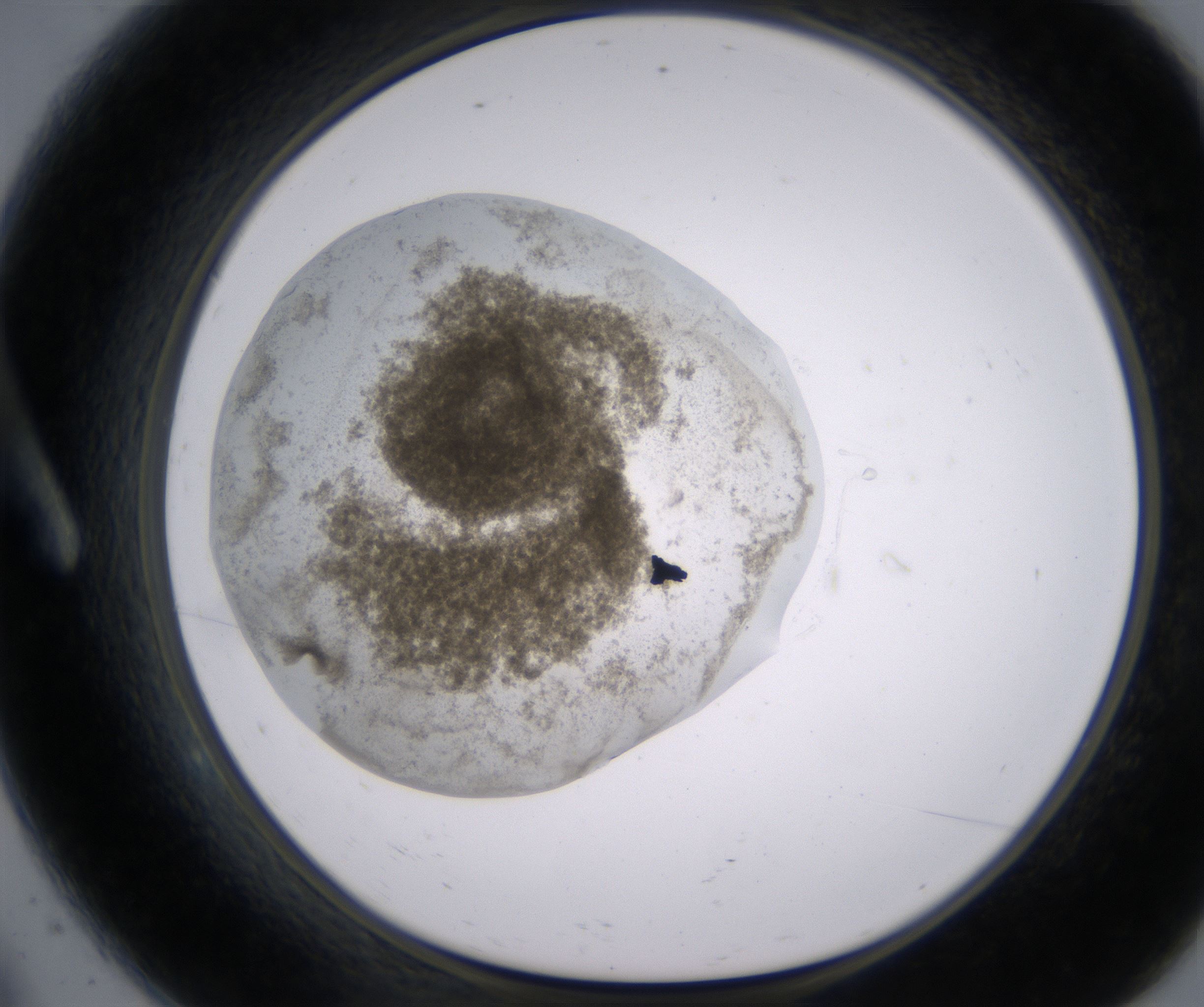 A9_HighResolution_Precipitate_1.jpg