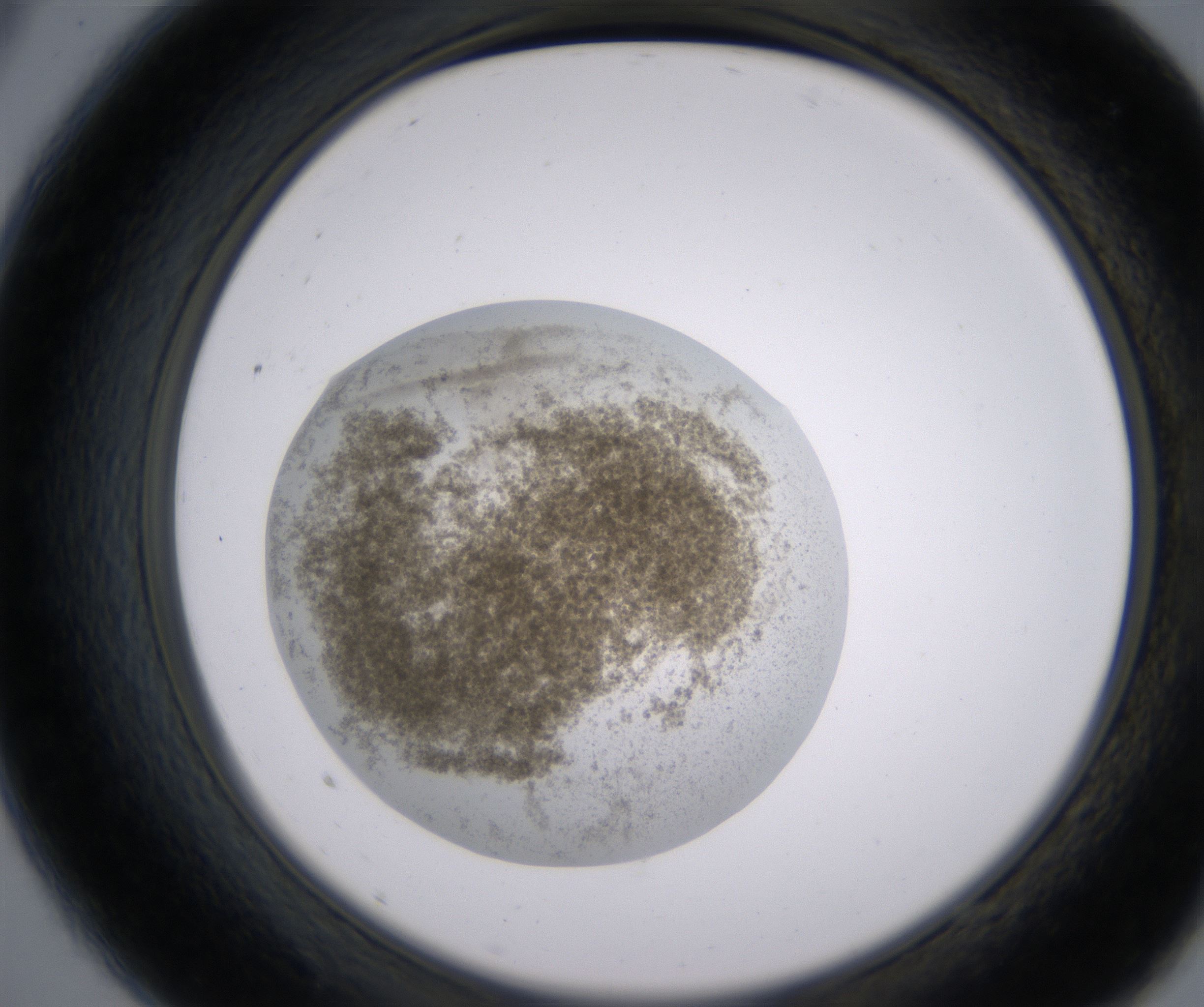 A9_HighResolution_Precipitate_2.jpg