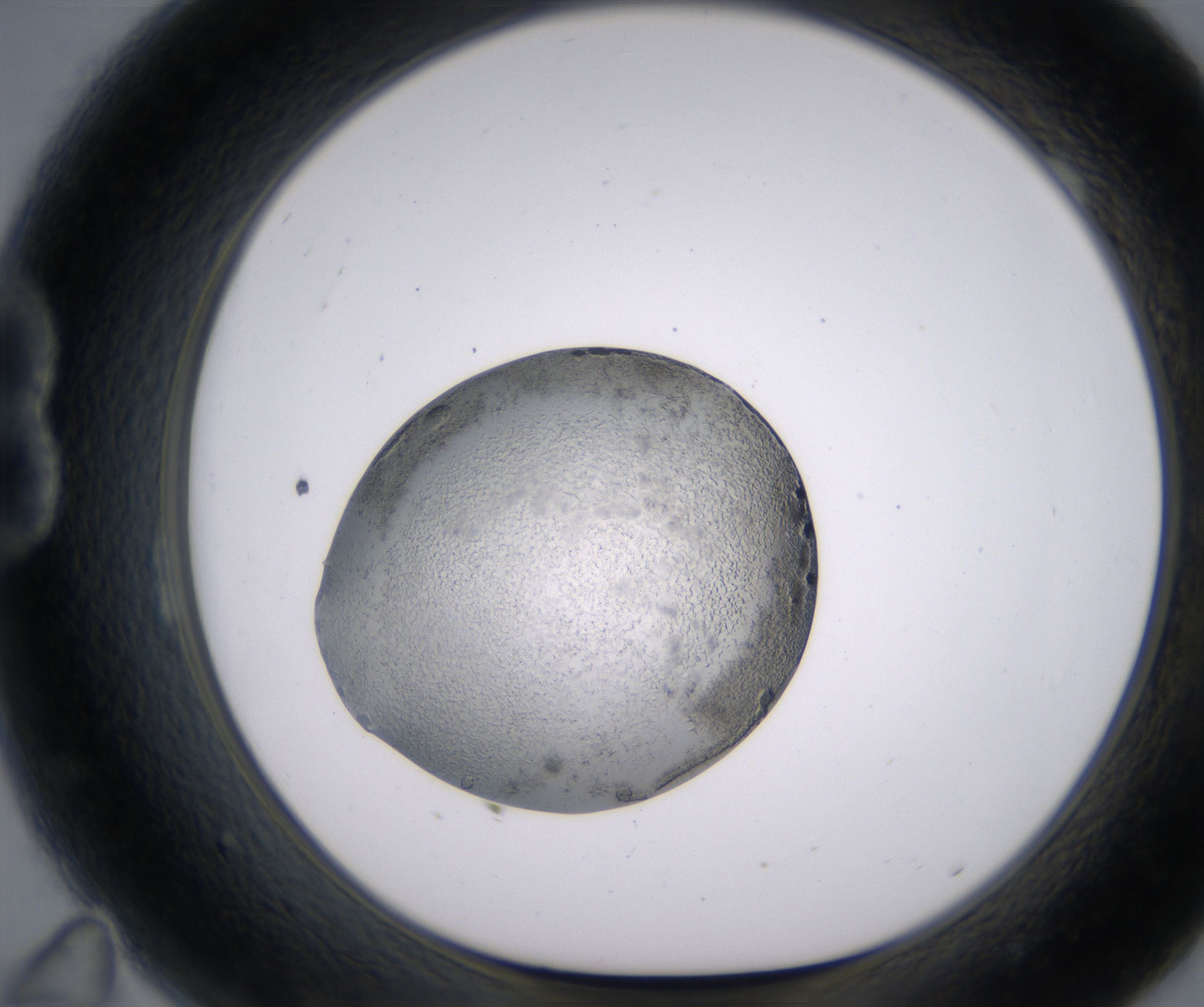B11_HighResolution_Precipitate_1.jpg