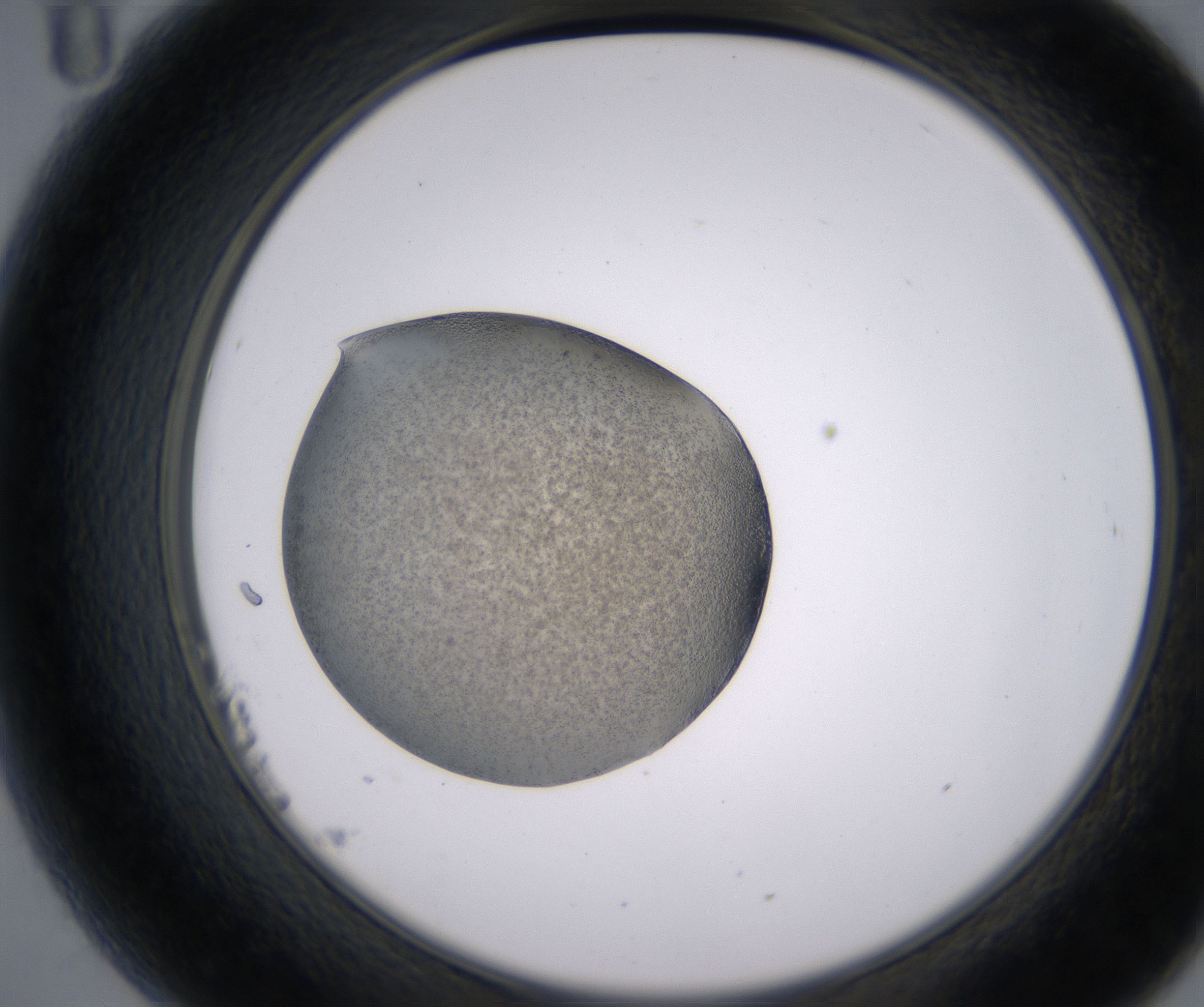 B11_HighResolution_Precipitate_2.jpg