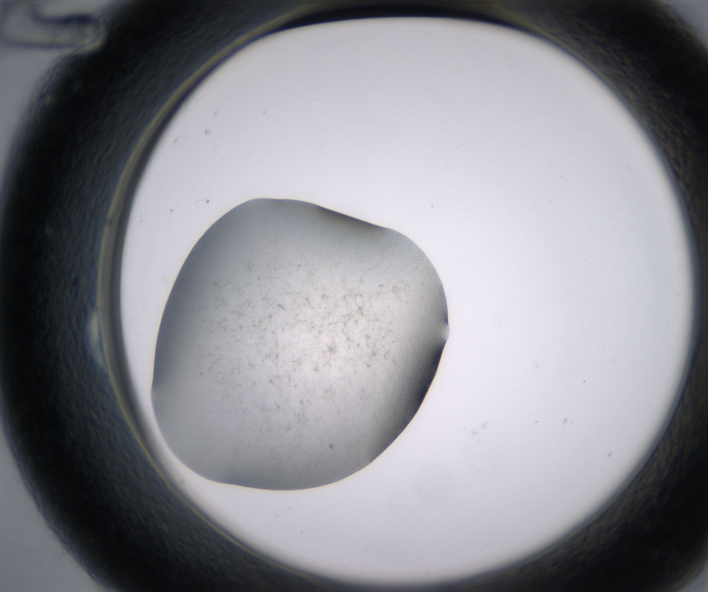 B12_HighResolution_Precipitate_2.jpg