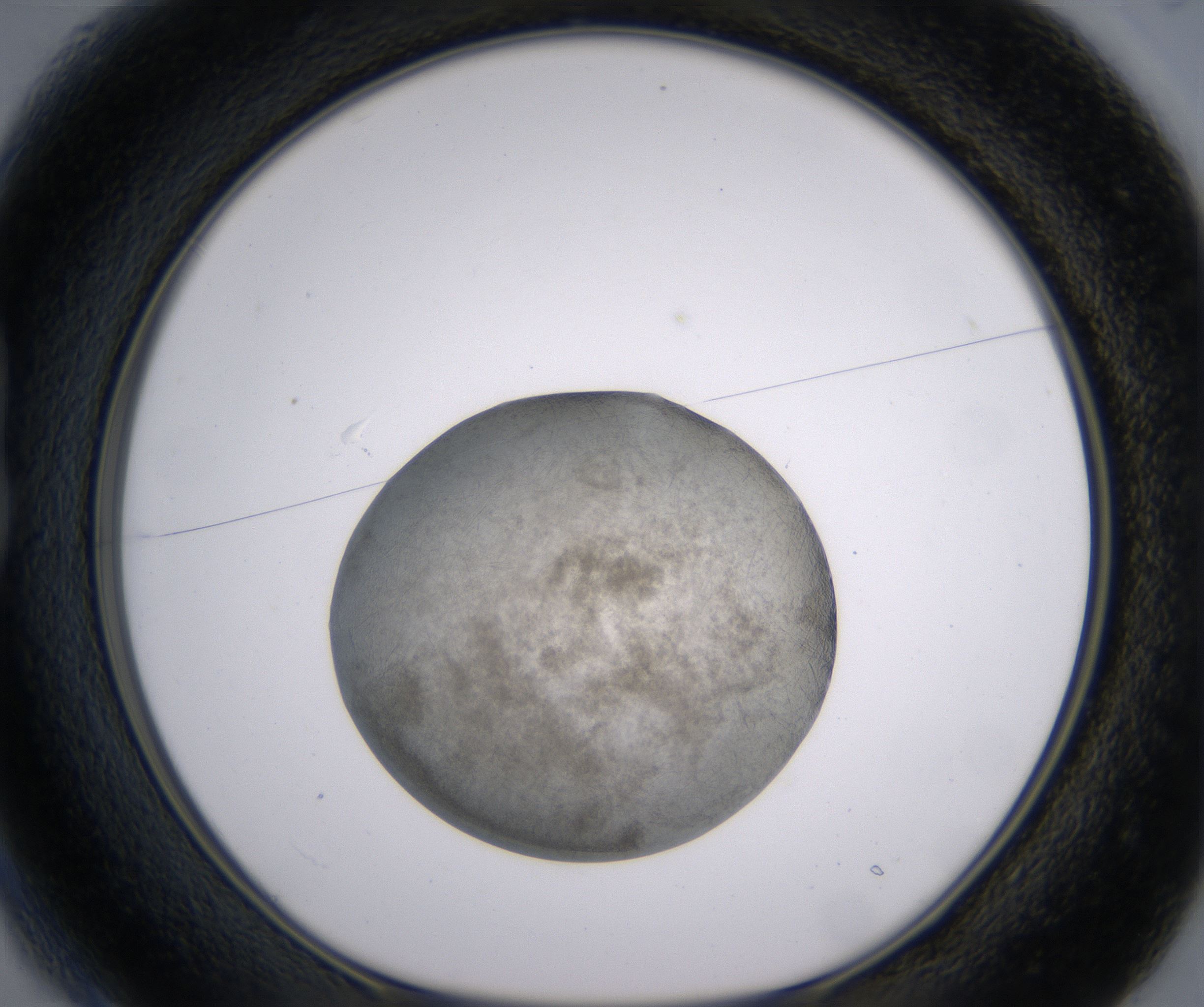B1_HighResolution_Precipitate_1.jpg