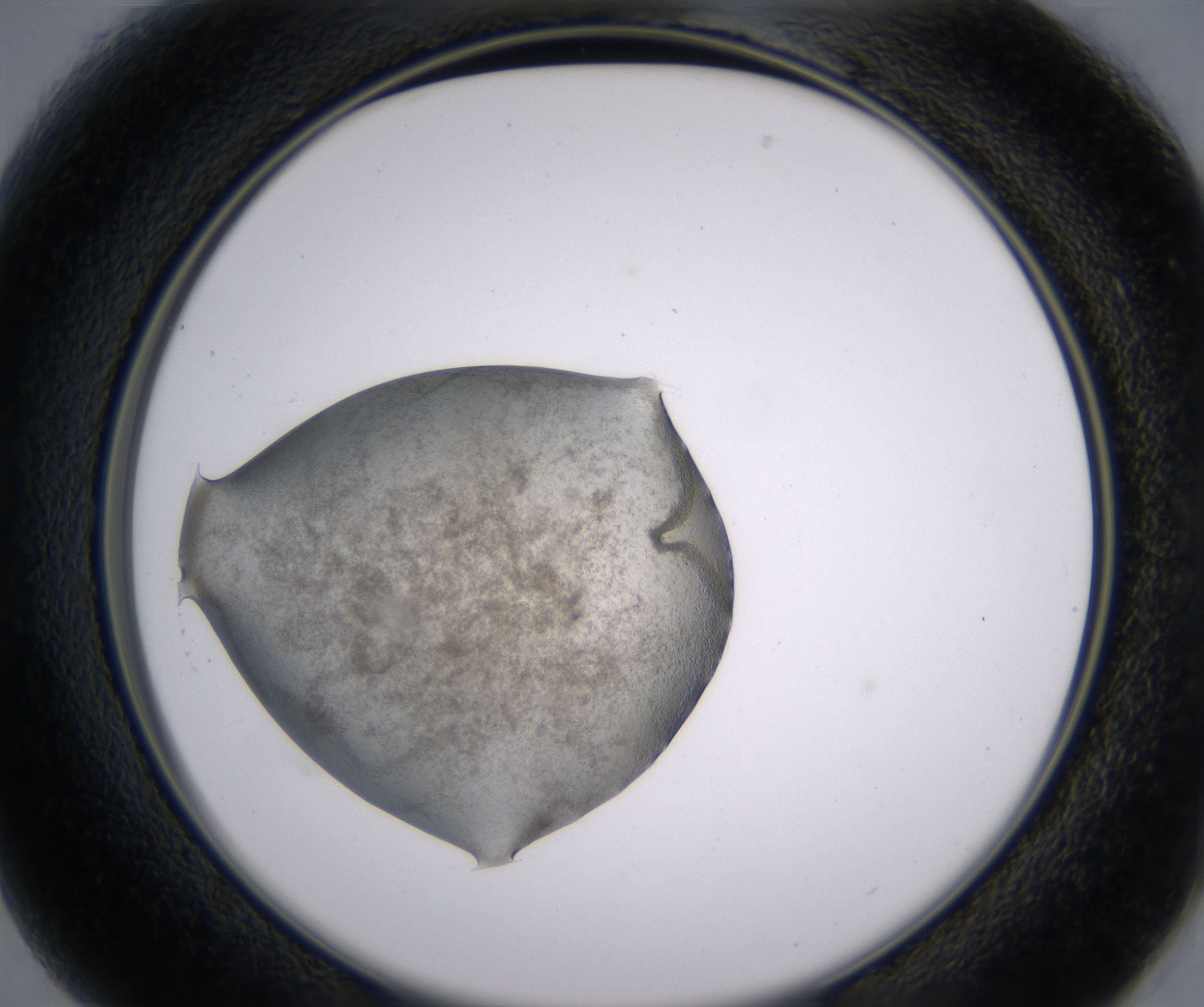B1_HighResolution_Precipitate_2.jpg