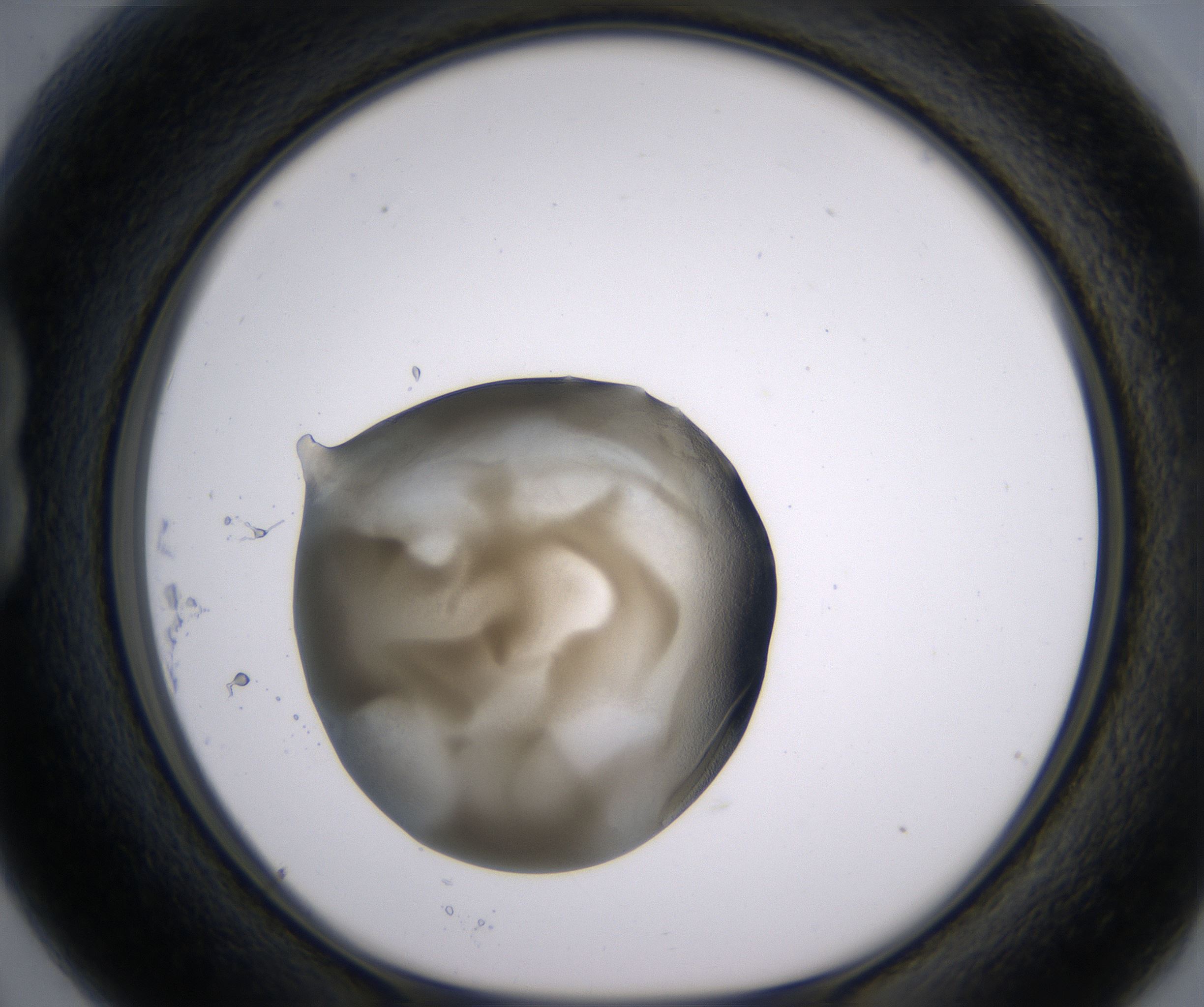 B3_HighResolution_Precipitate_1.jpg