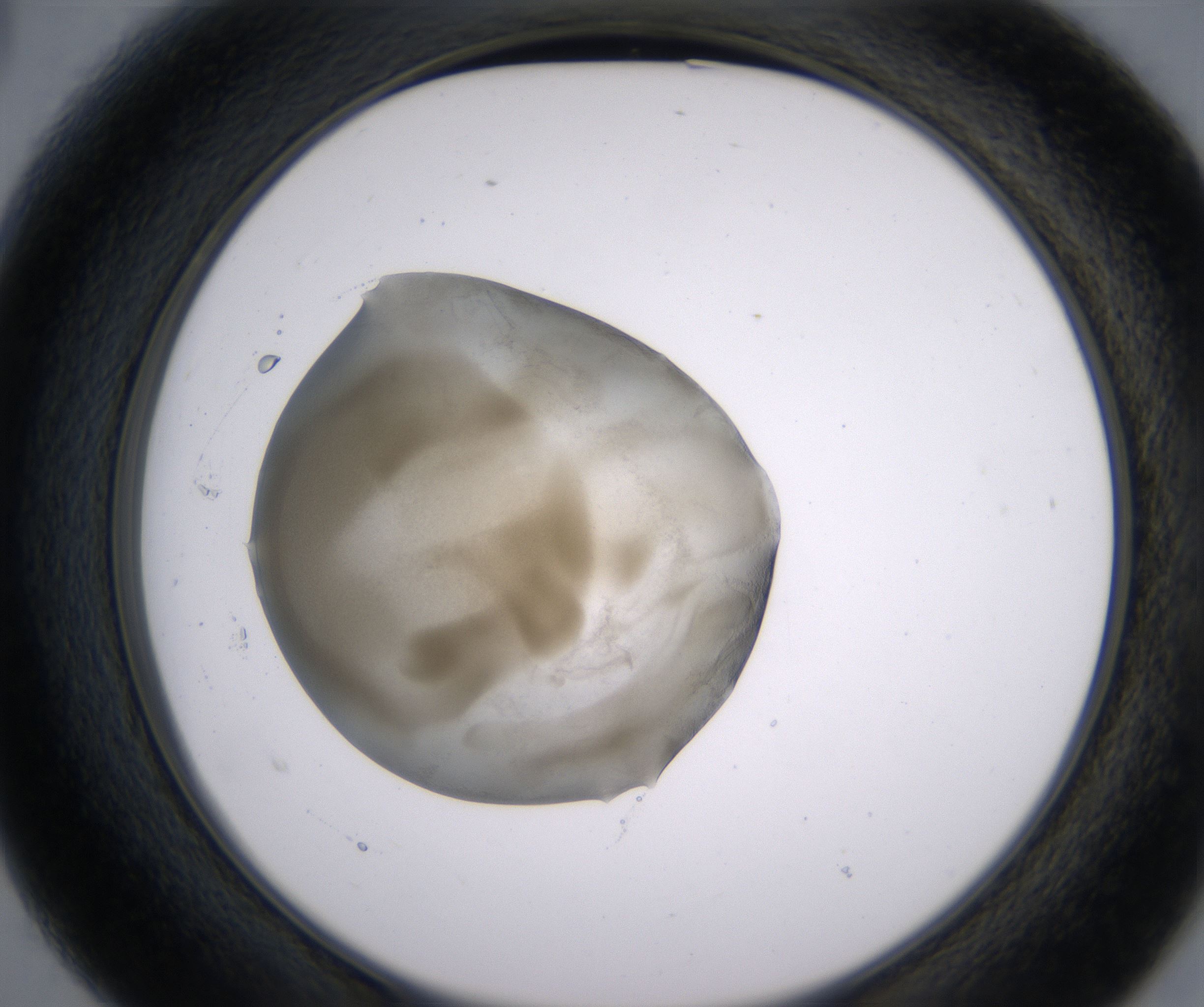B3_HighResolution_Precipitate_2.jpg