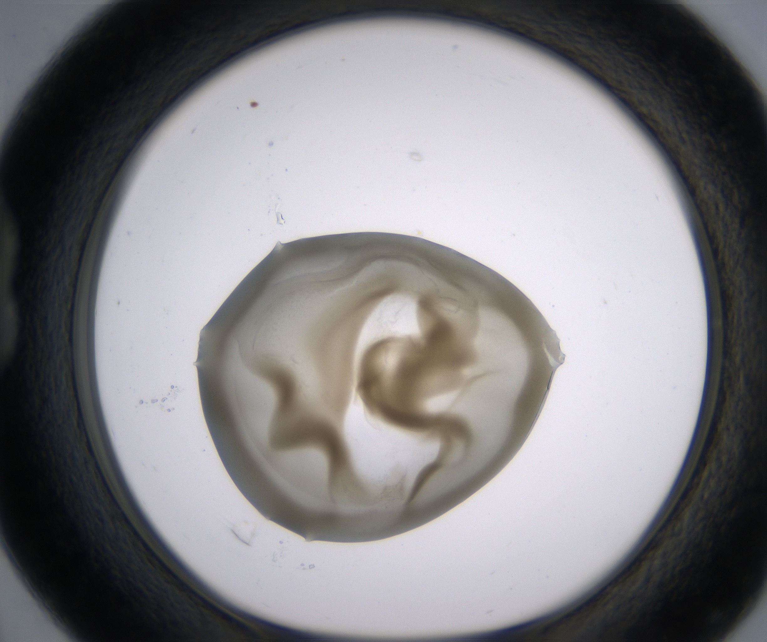 B4_HighResolution_Precipitate_1.jpg