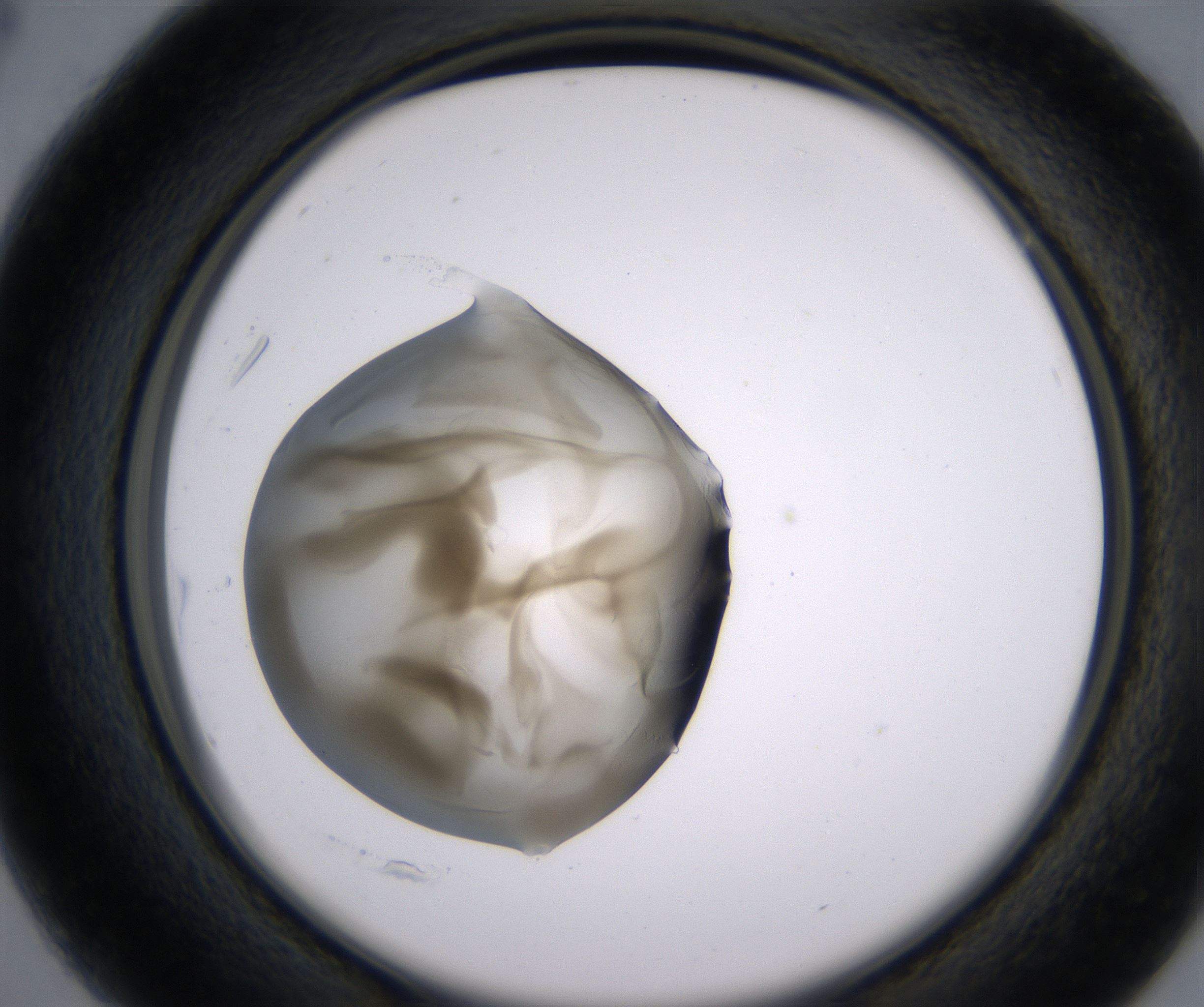 B4_HighResolution_Precipitate_2.jpg