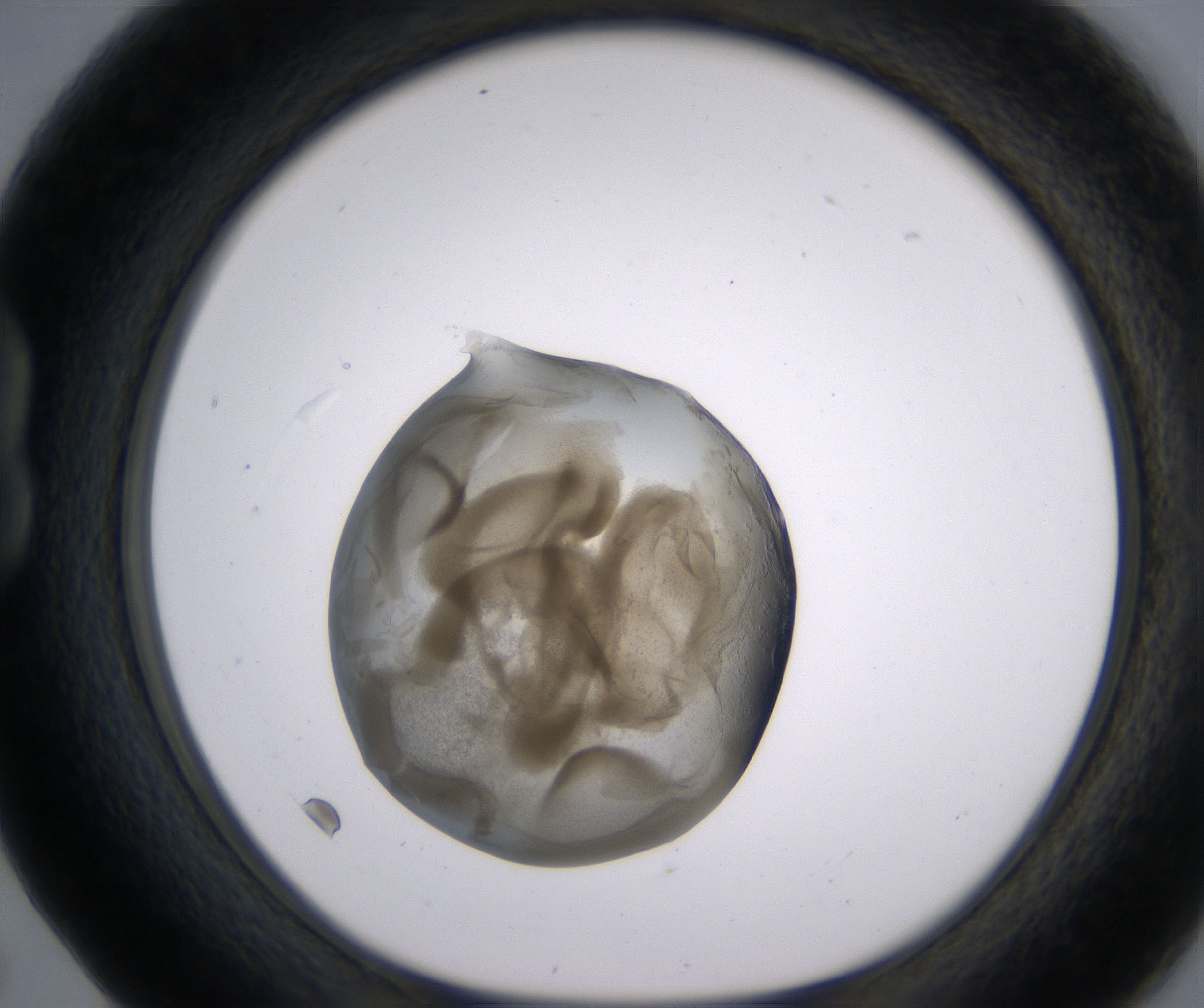B5_HighResolution_Precipitate_1.jpg