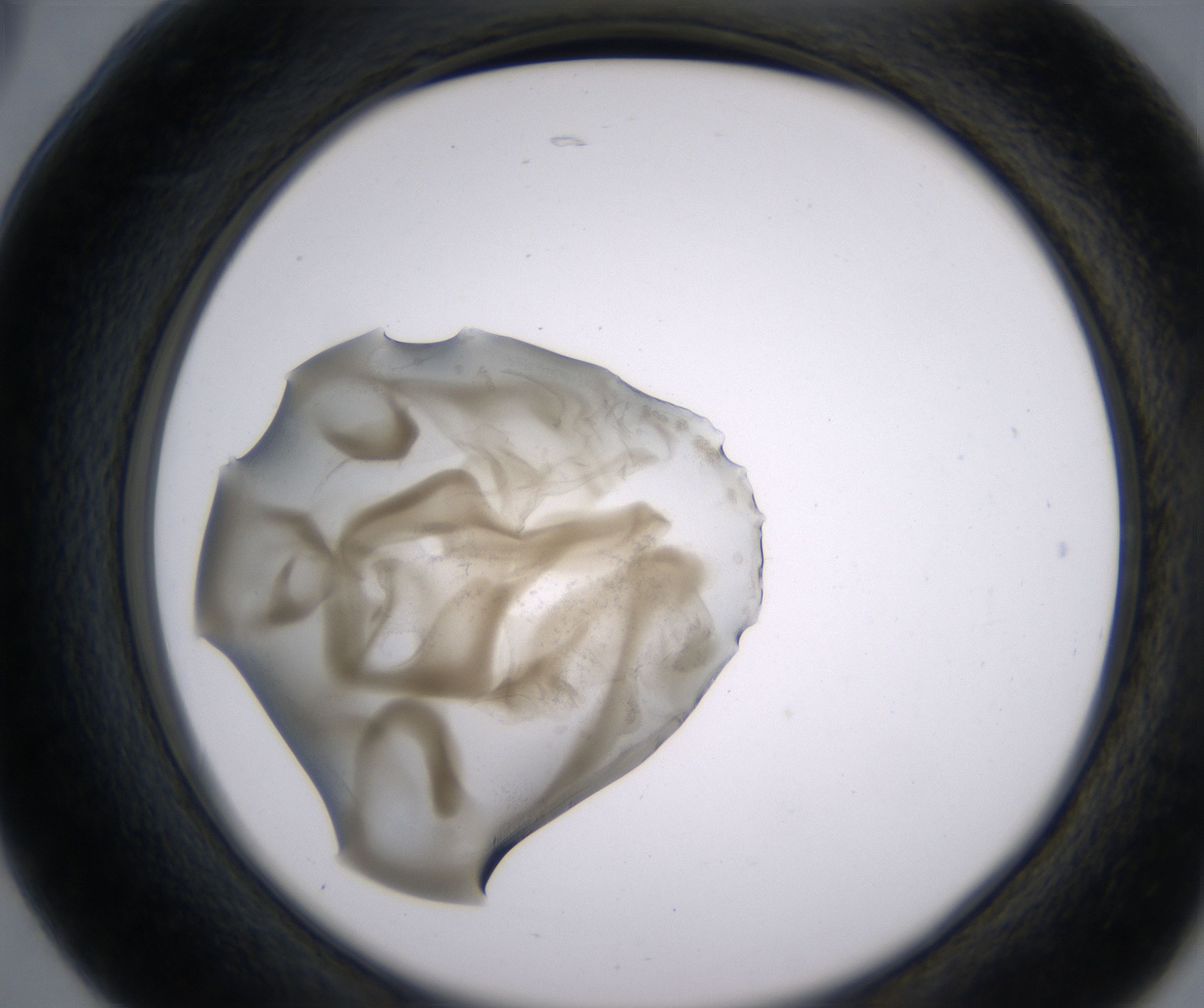 B5_HighResolution_Precipitate_2.jpg