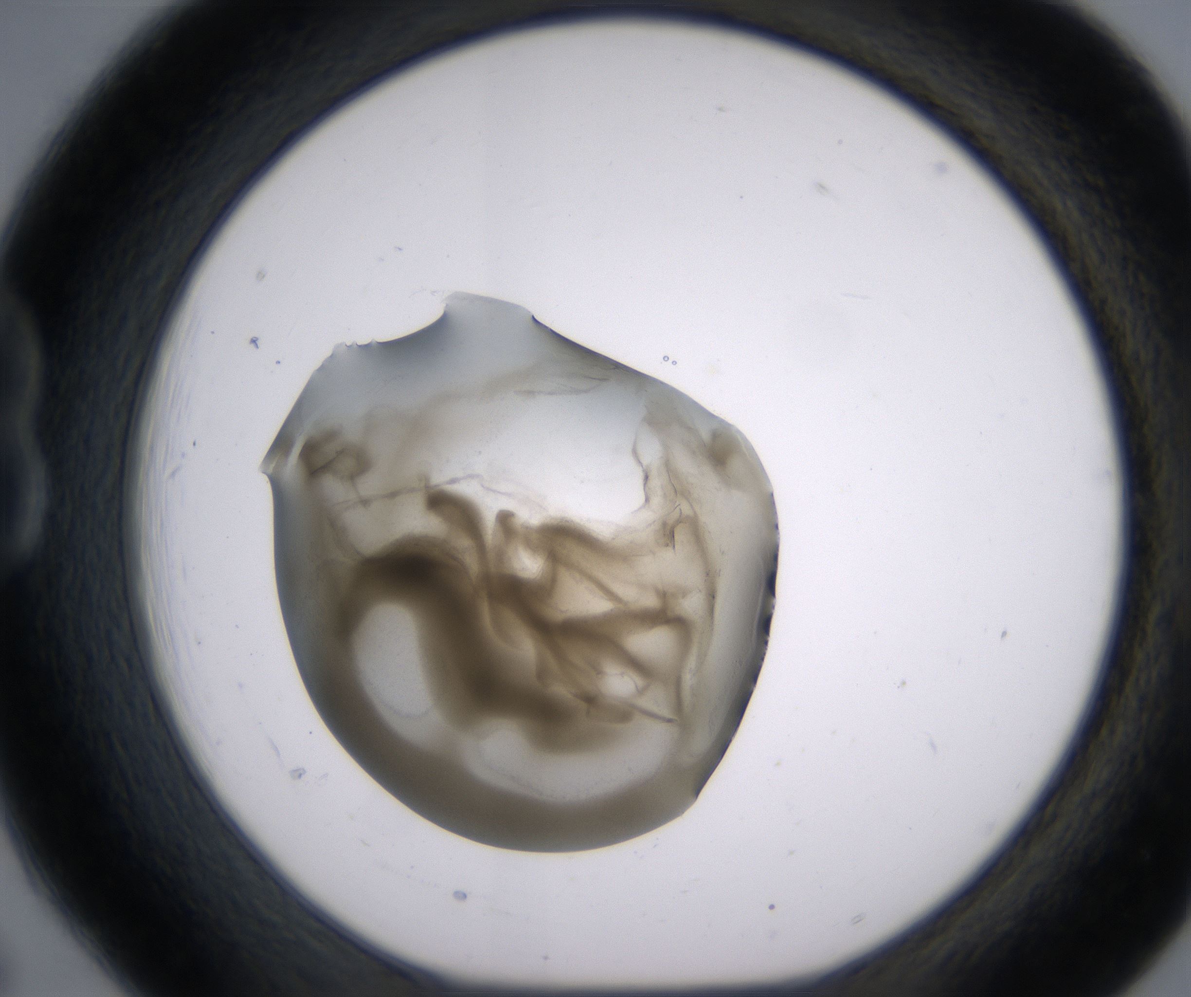 B6_HighResolution_Precipitate_1.jpg
