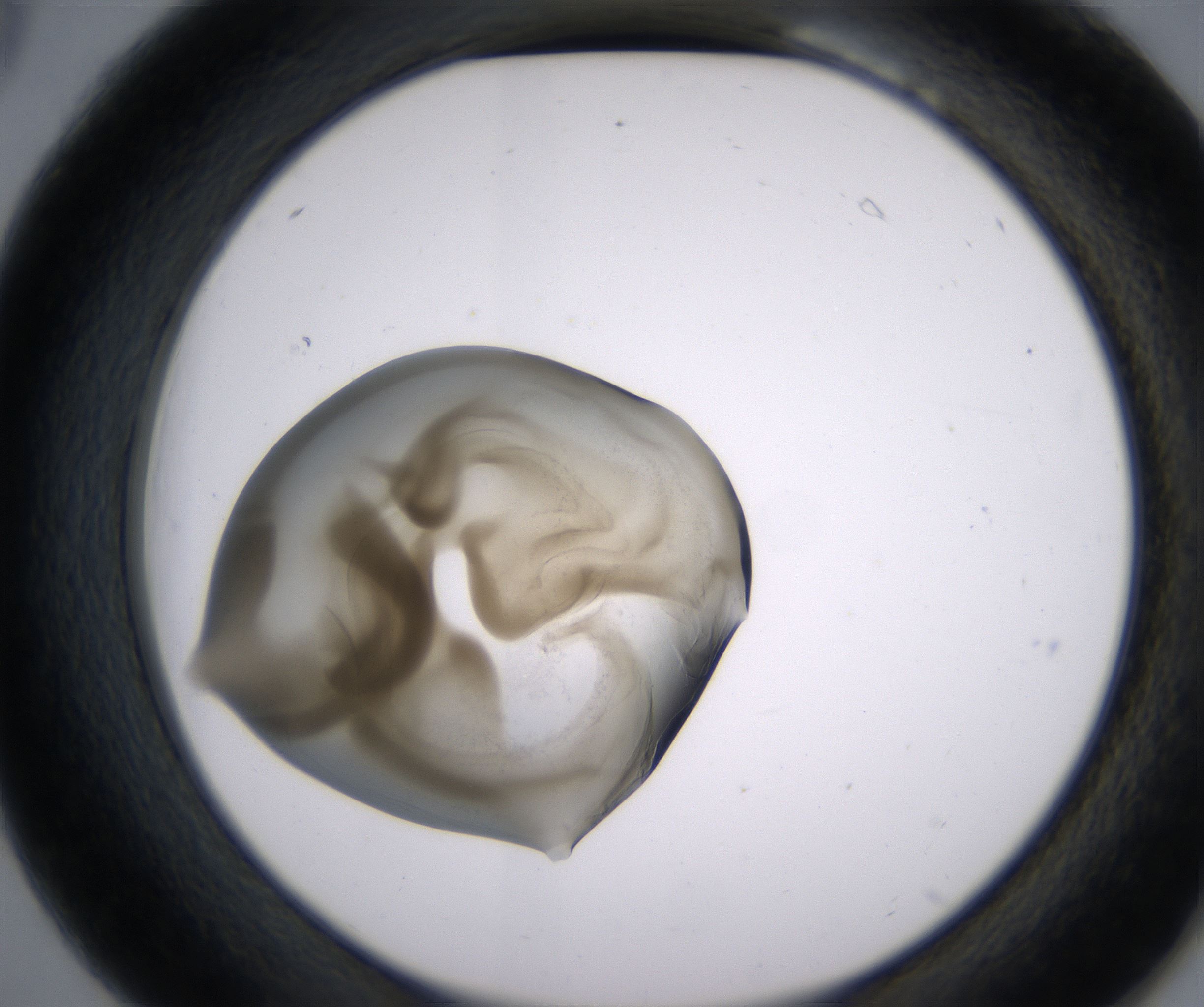 B6_HighResolution_Precipitate_2.jpg
