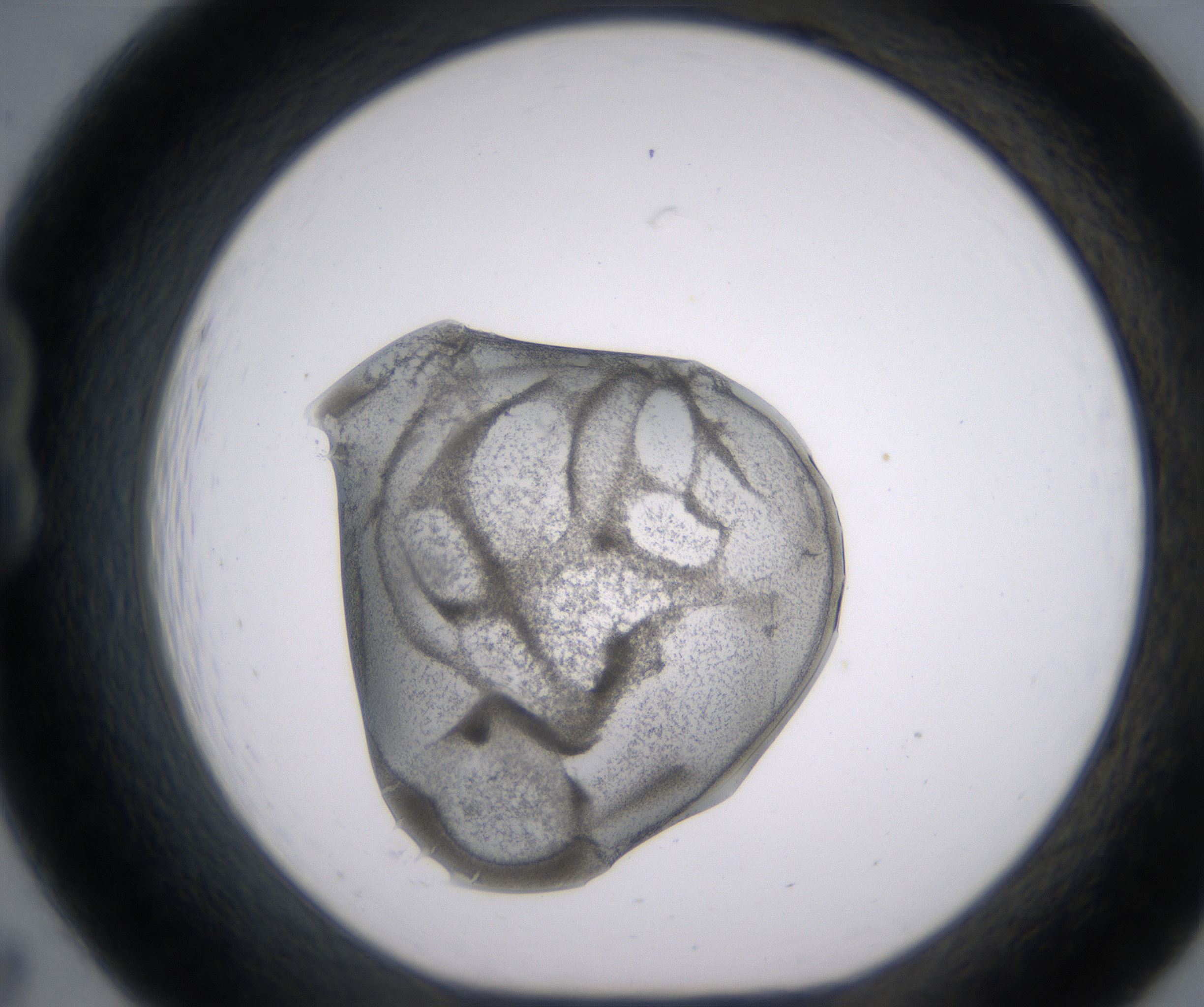 B7_HighResolution_Precipitate_1.jpg