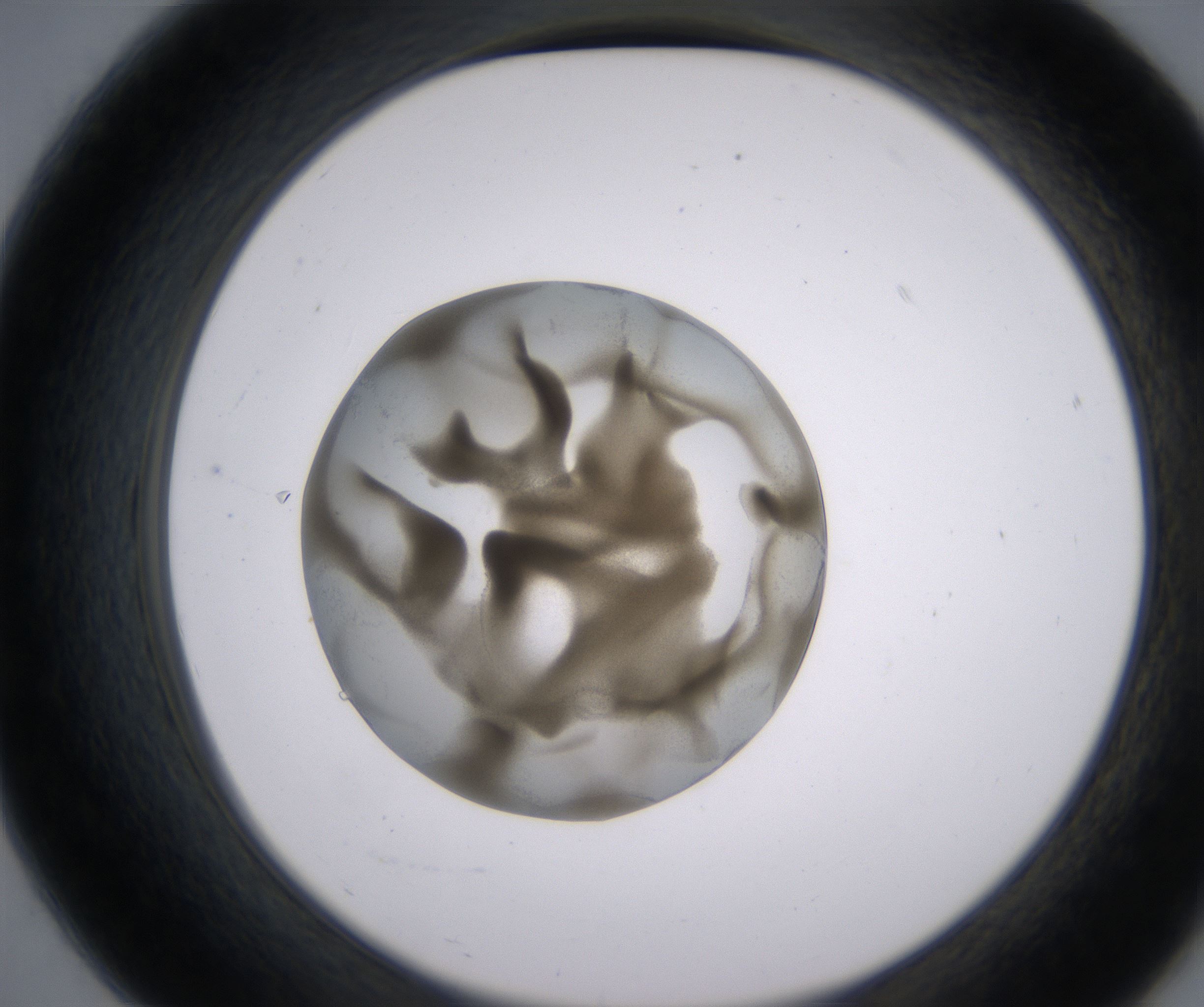 B7_HighResolution_Precipitate_2.jpg