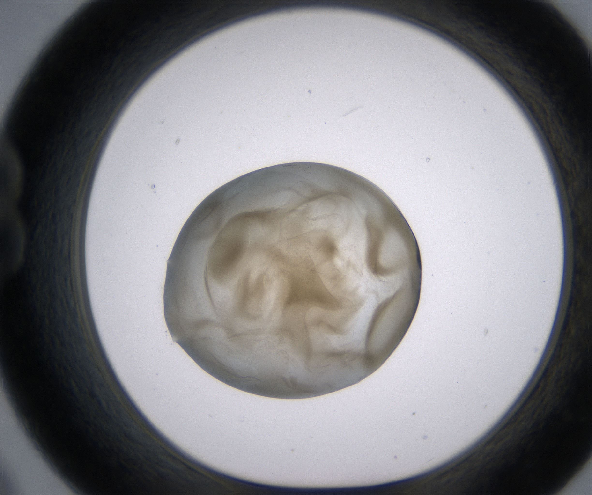 B9_HighResolution_Precipitate_1.jpg