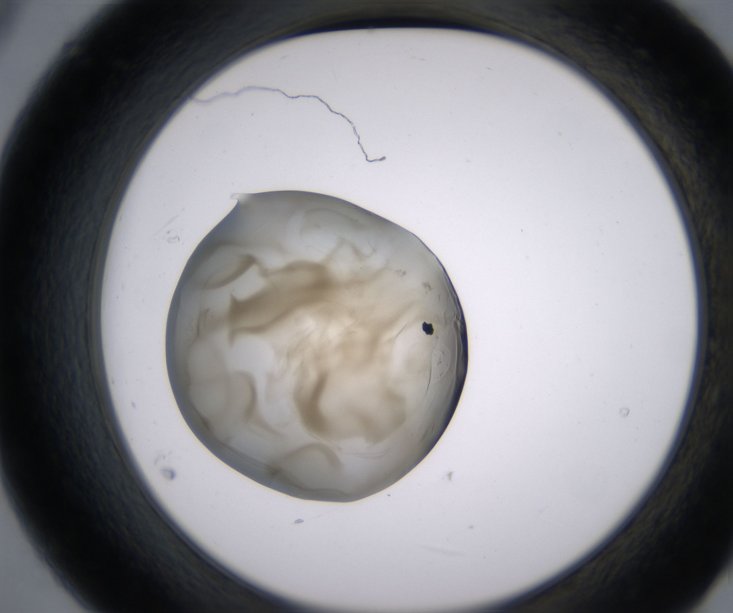 B9_HighResolution_Precipitate_2.jpg