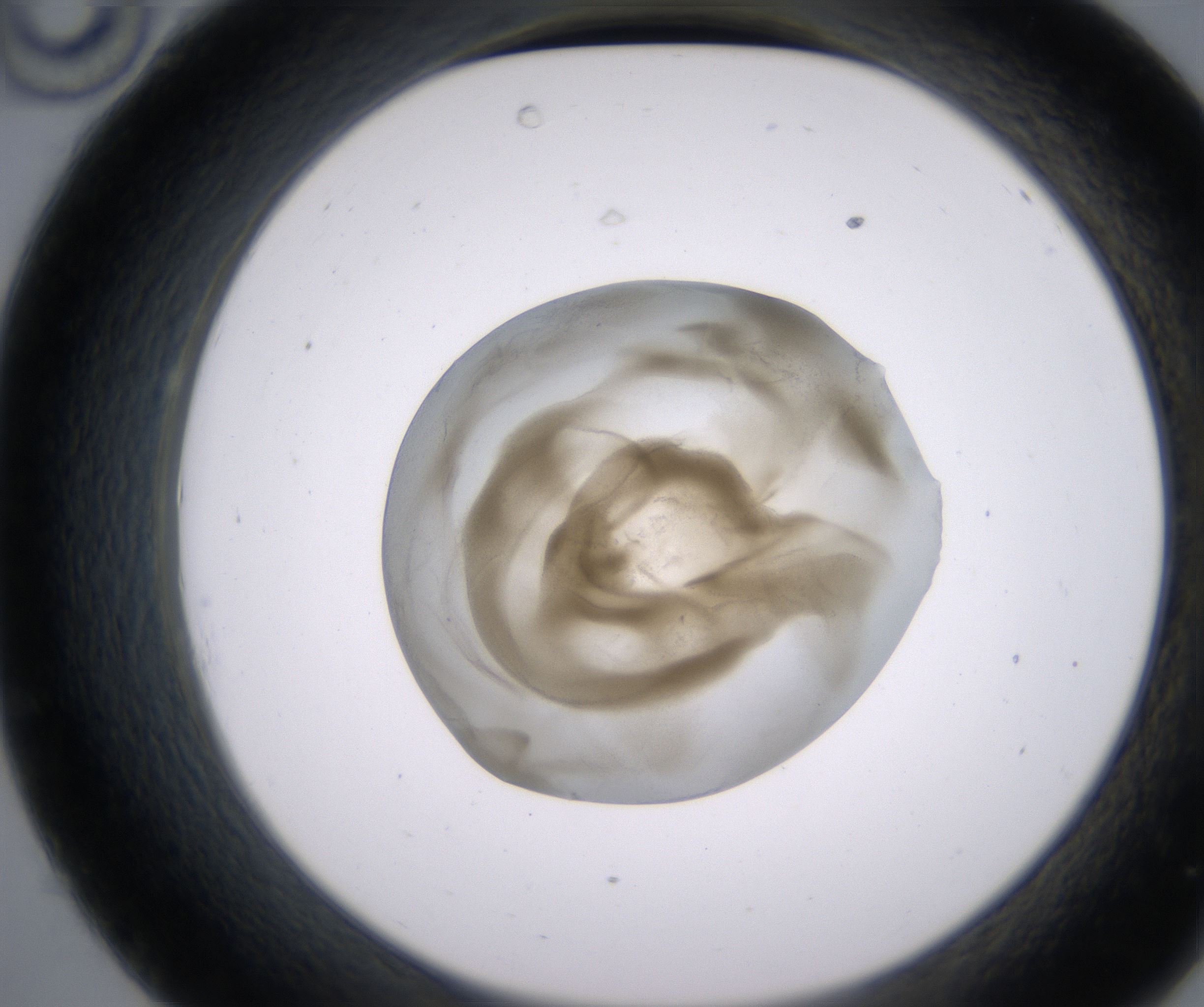 C10_HighResolution_Precipitate_2.jpg