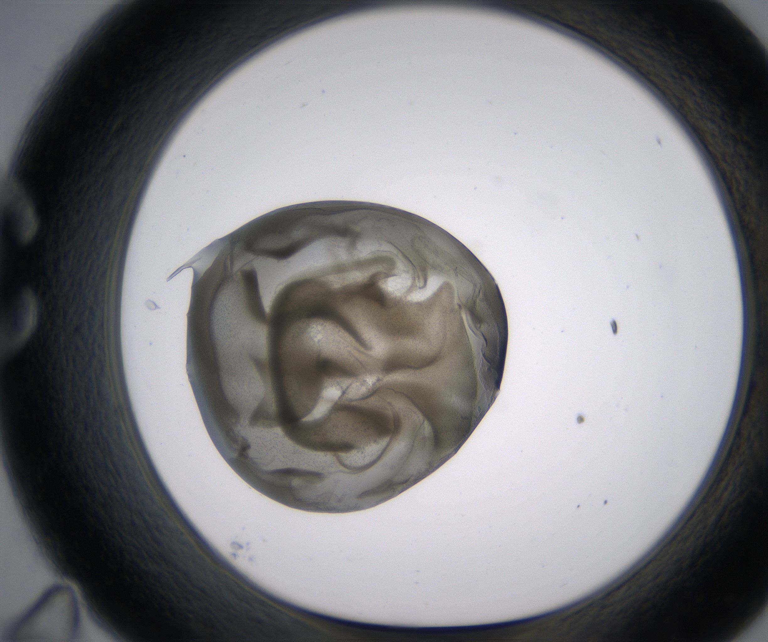 C11_HighResolution_Precipitate_1.jpg
