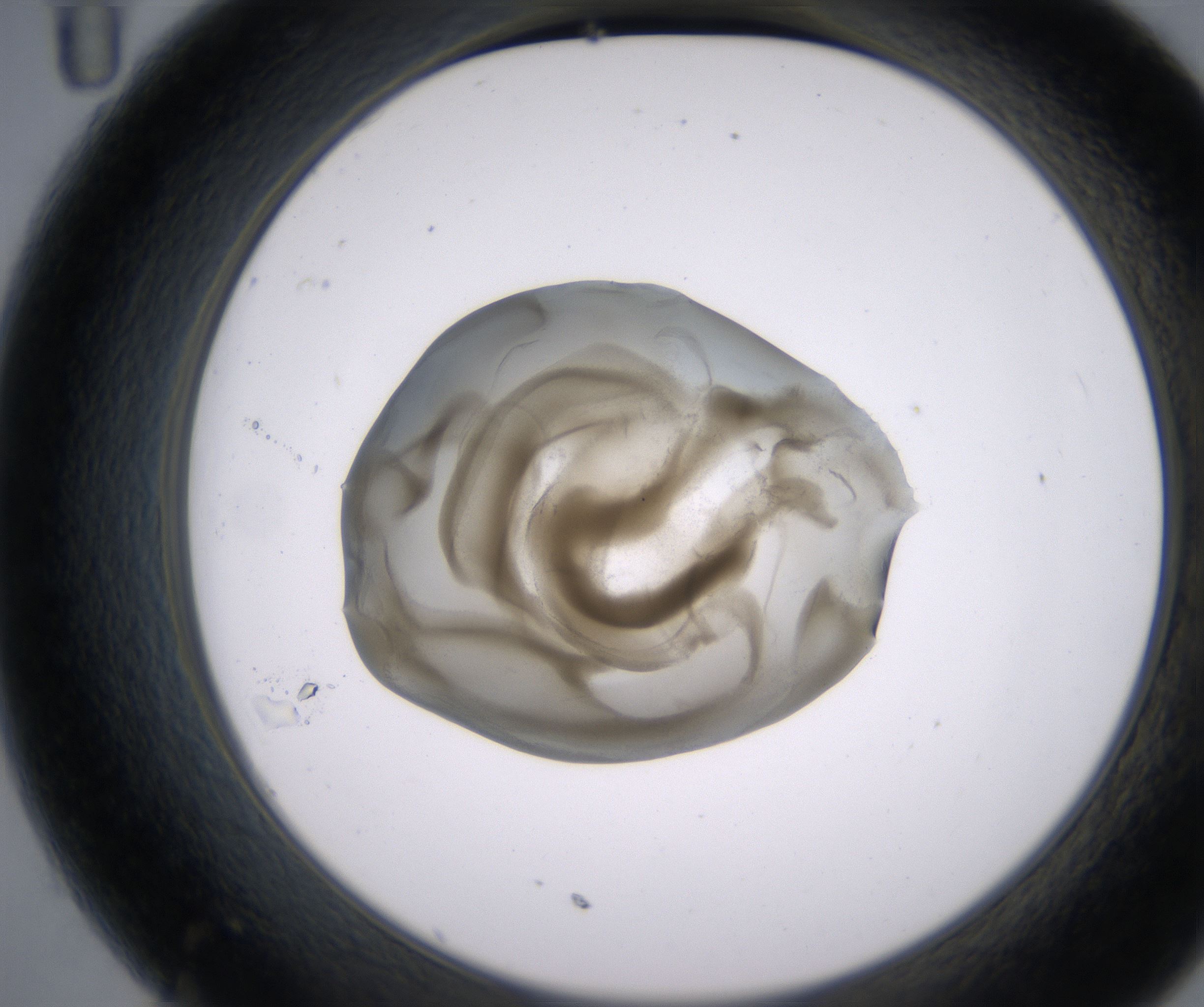 C11_HighResolution_Precipitate_2.jpg