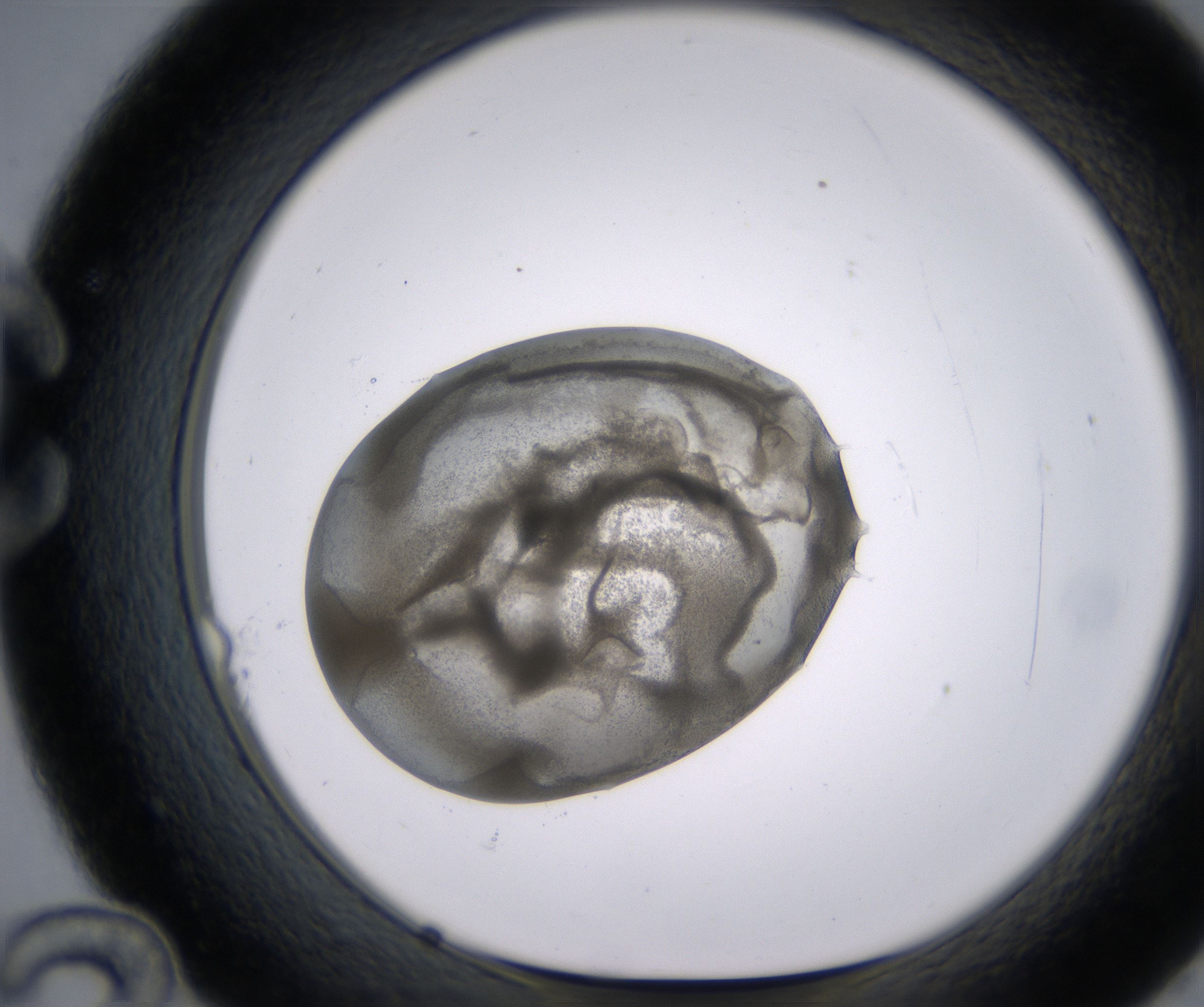 C12_HighResolution_Precipitate_1.jpg