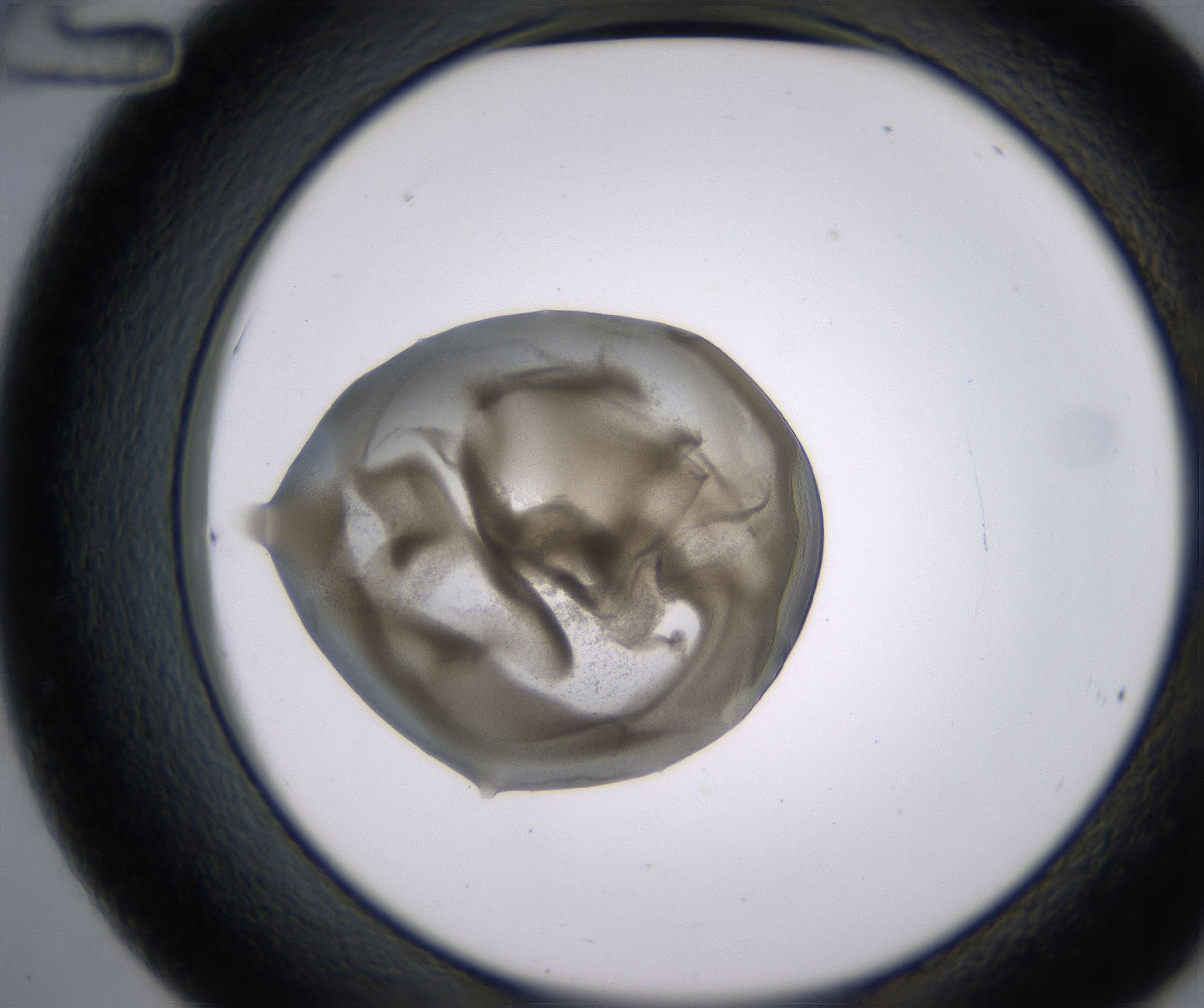 C12_HighResolution_Precipitate_2.jpg