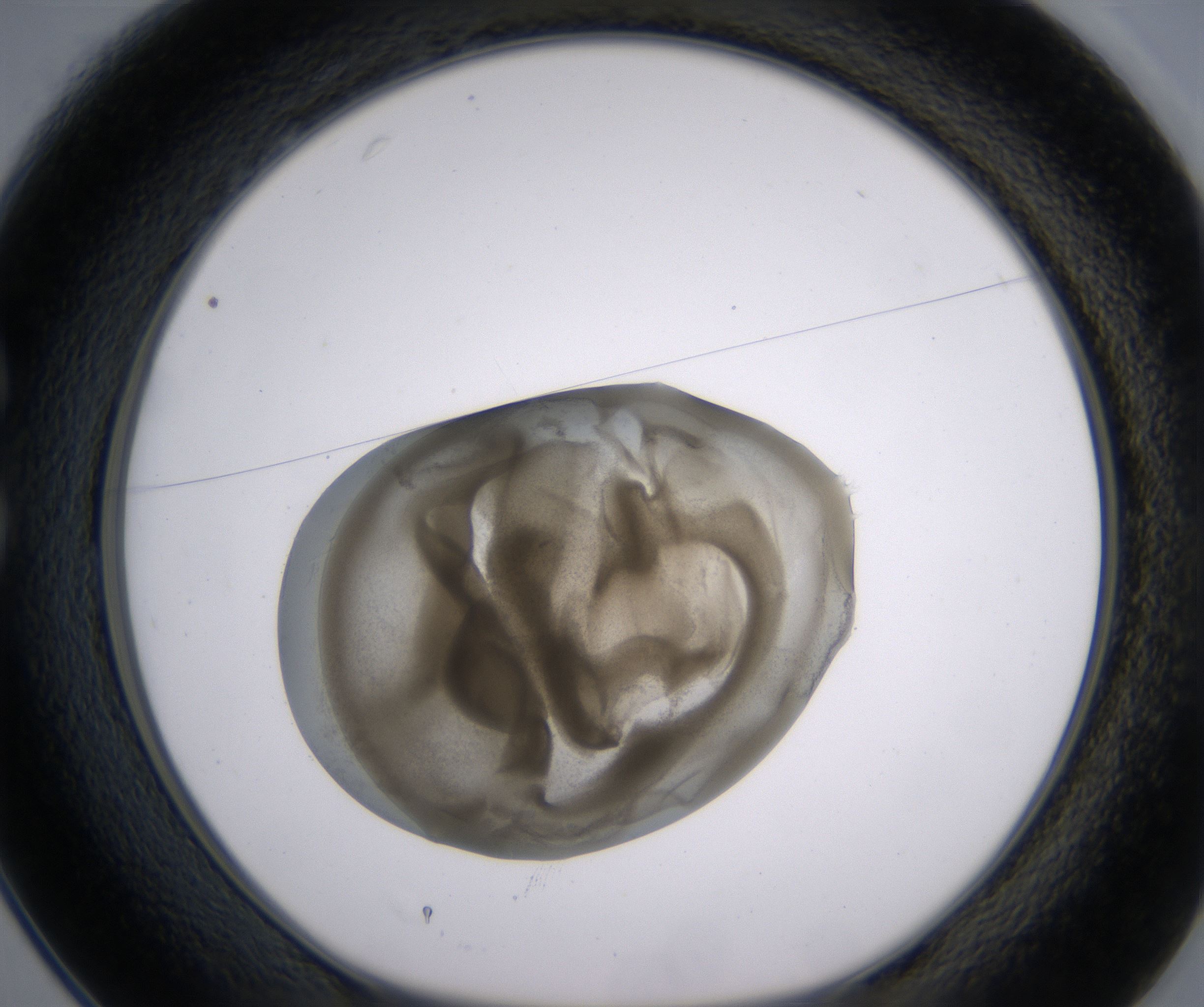 C1_HighResolution_Precipitate_1.jpg