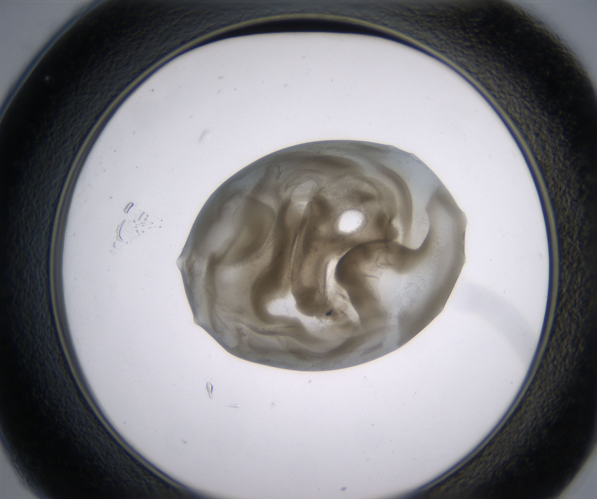C1_HighResolution_Precipitate_2.jpg