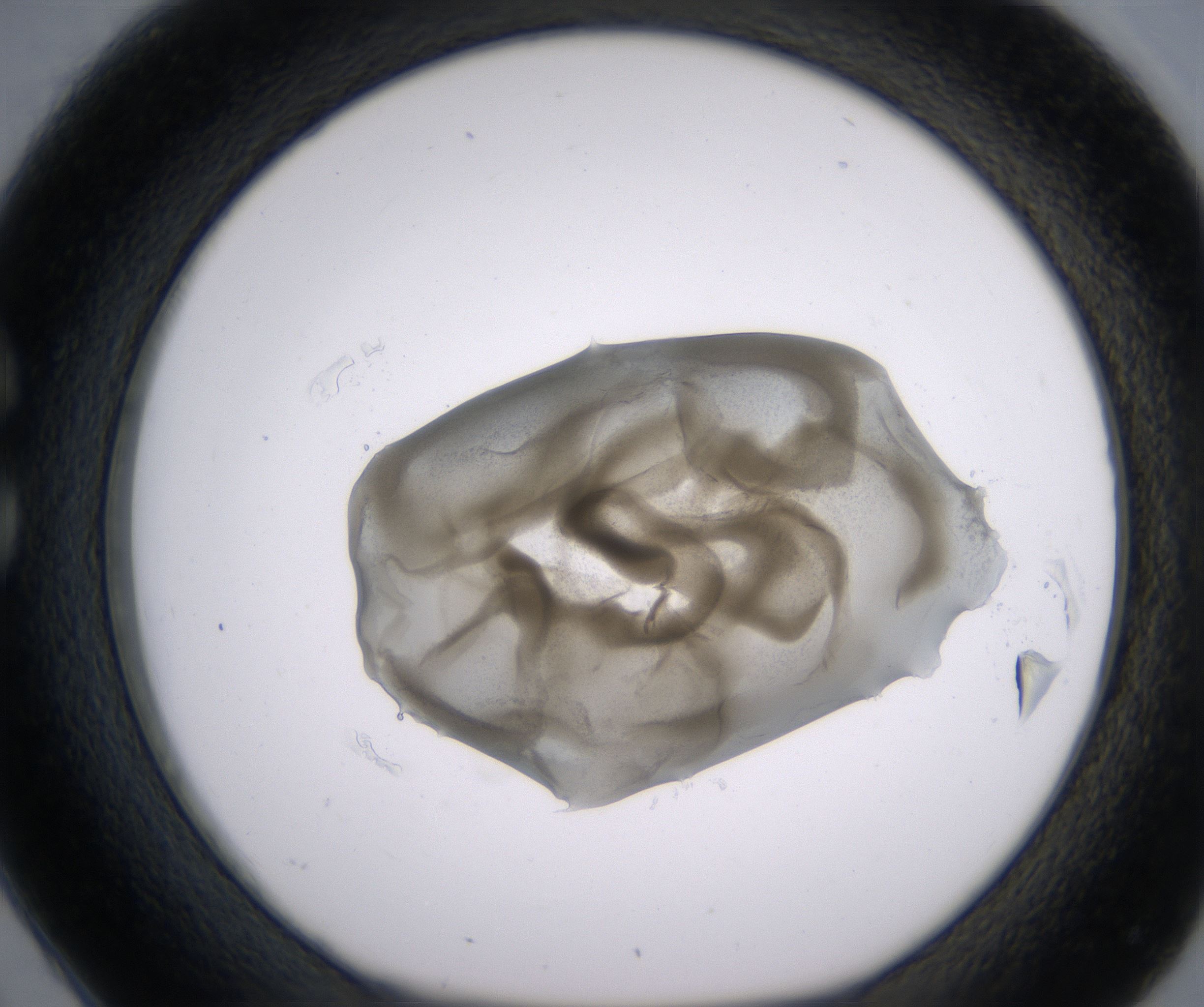 C2_HighResolution_Precipitate_1.jpg