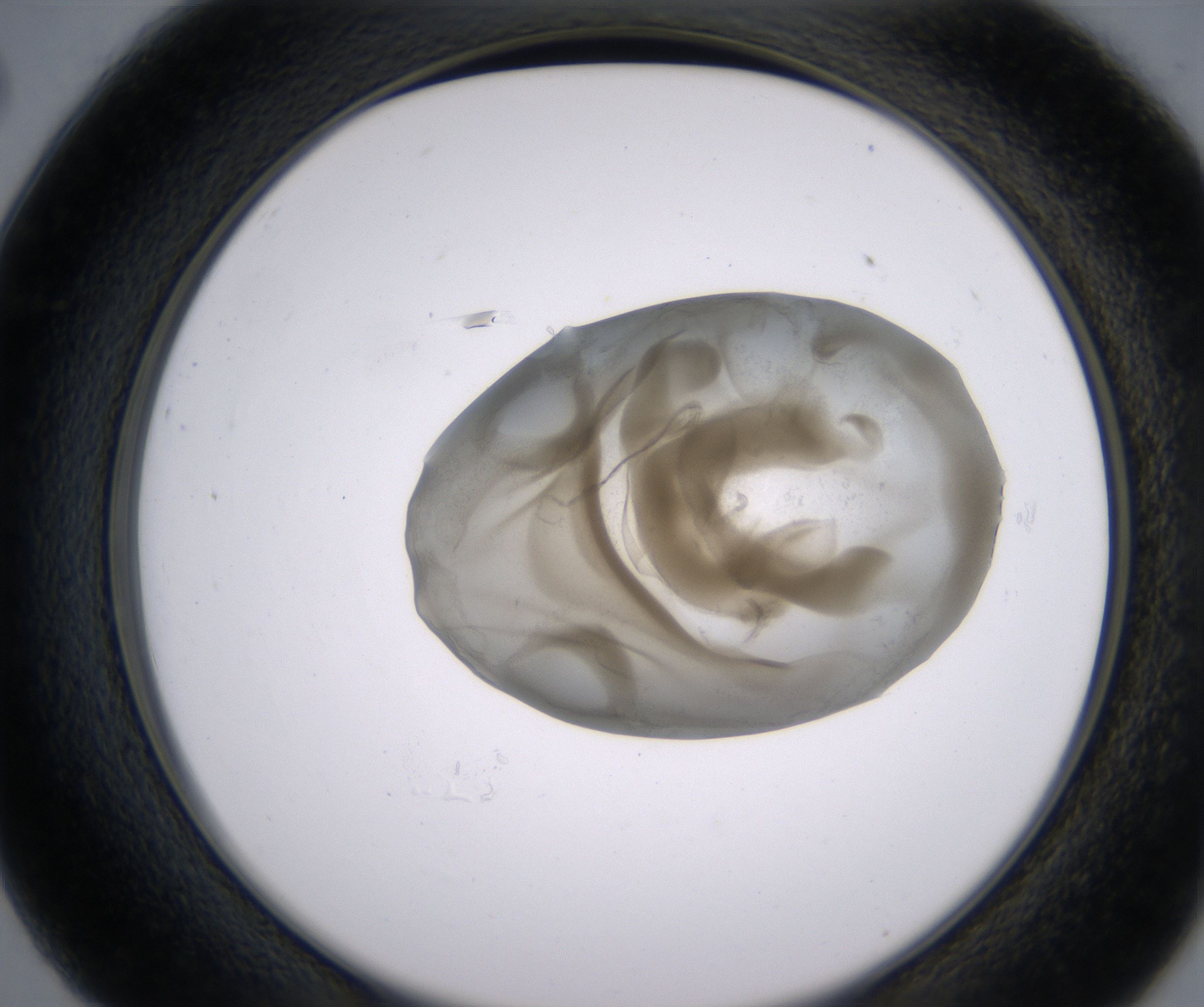 C2_HighResolution_Precipitate_2.jpg
