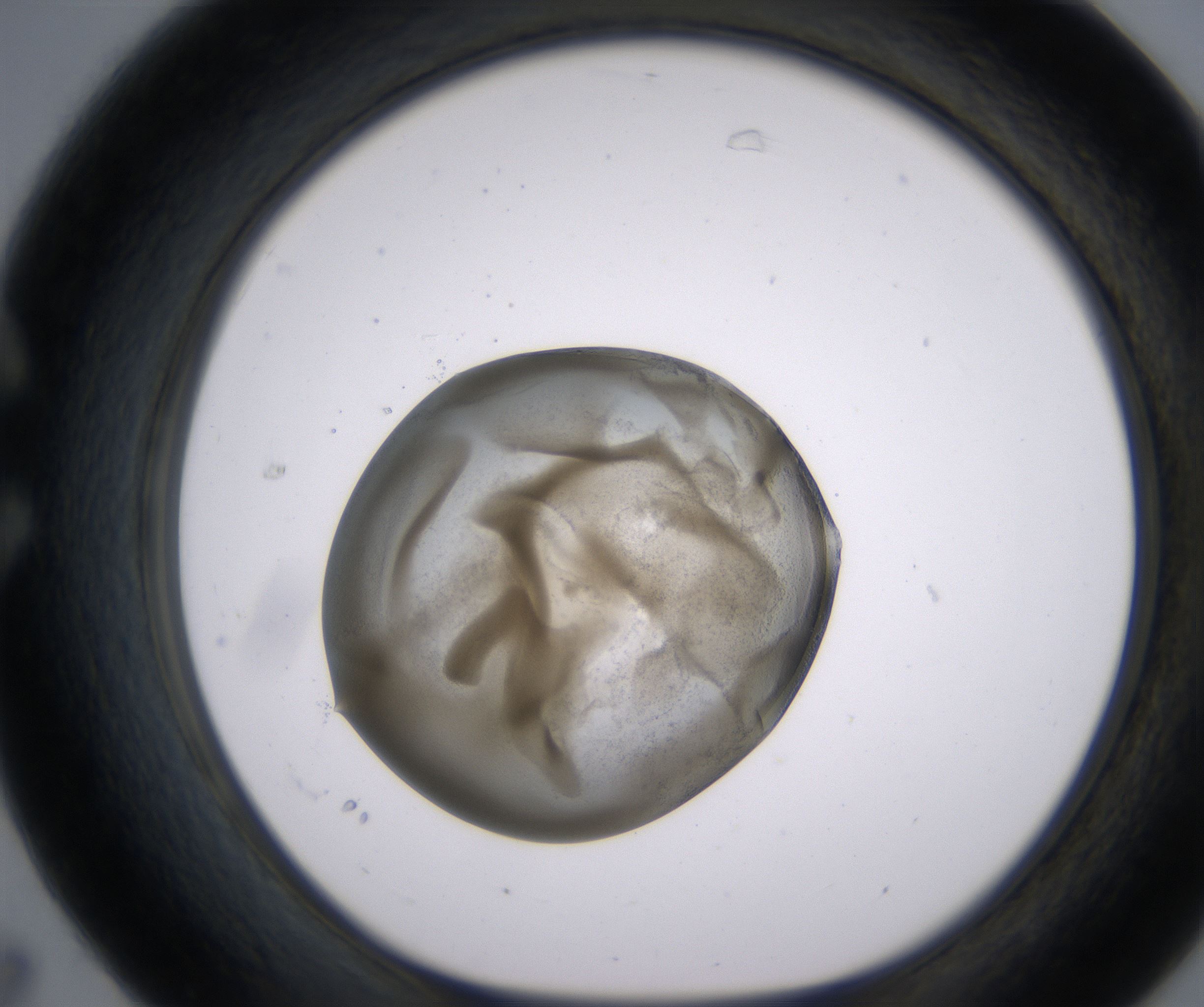 C7_HighResolution_Precipitate_1.jpg