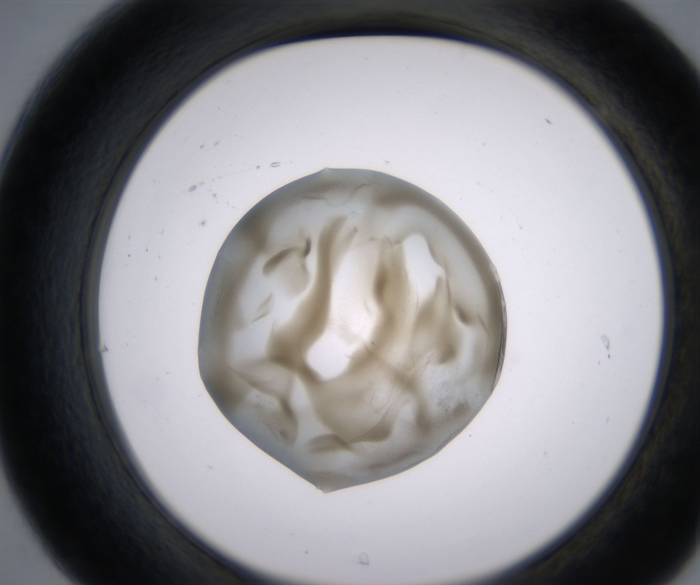 C7_HighResolution_Precipitate_2.jpg