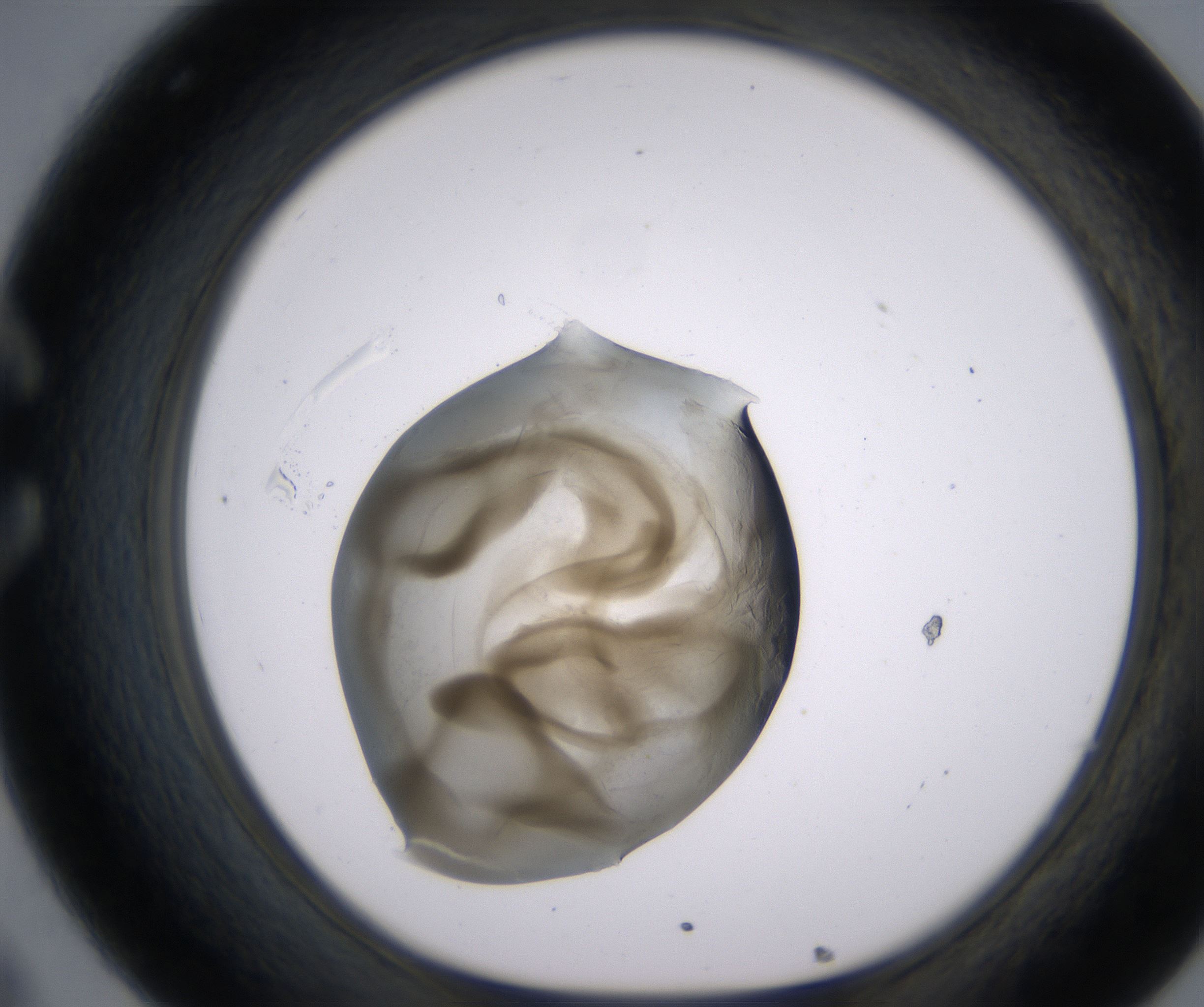 C8_HighResolution_Precipitate_1.jpg