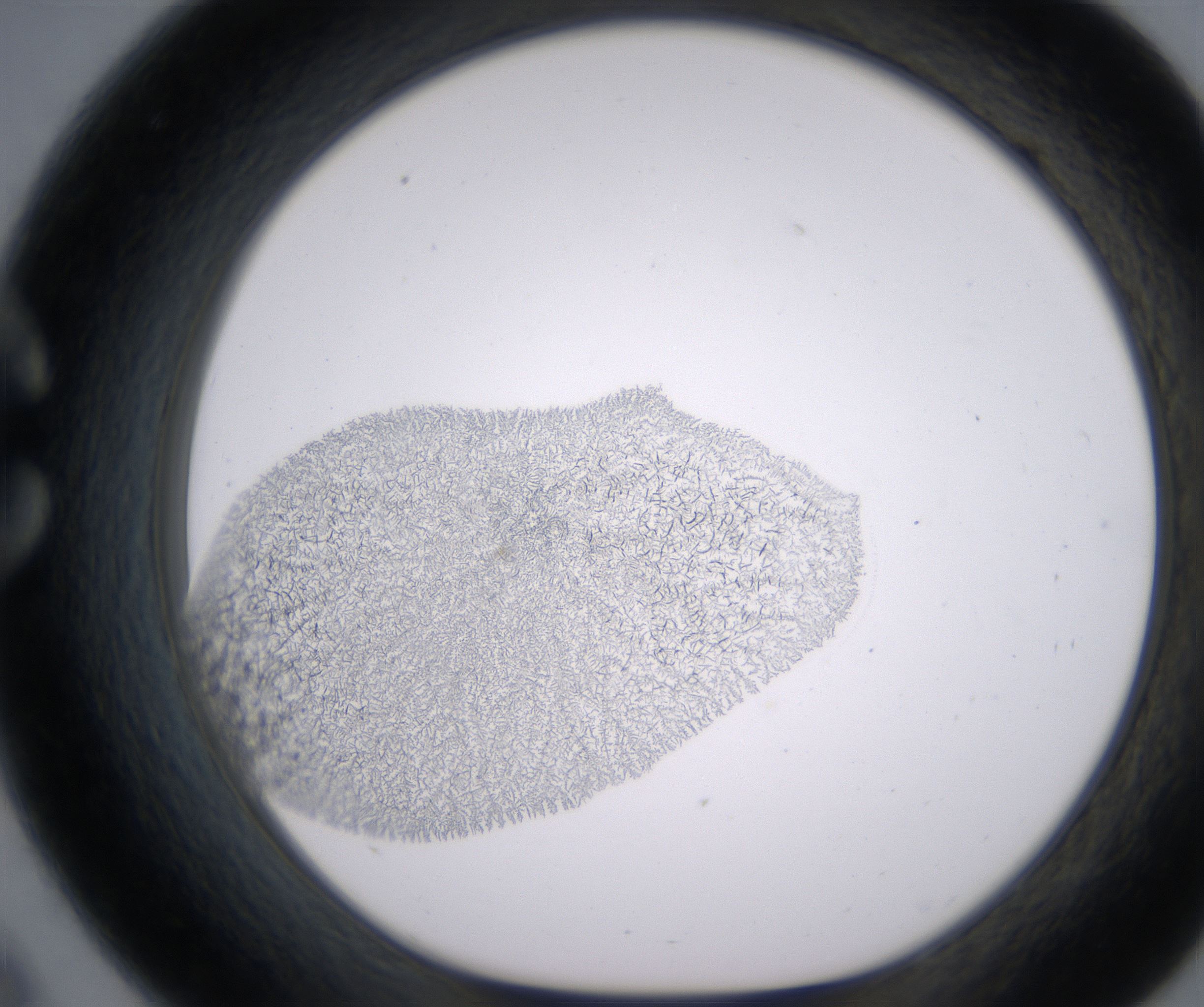 C9_HighResolution_Precipitate_1.jpg