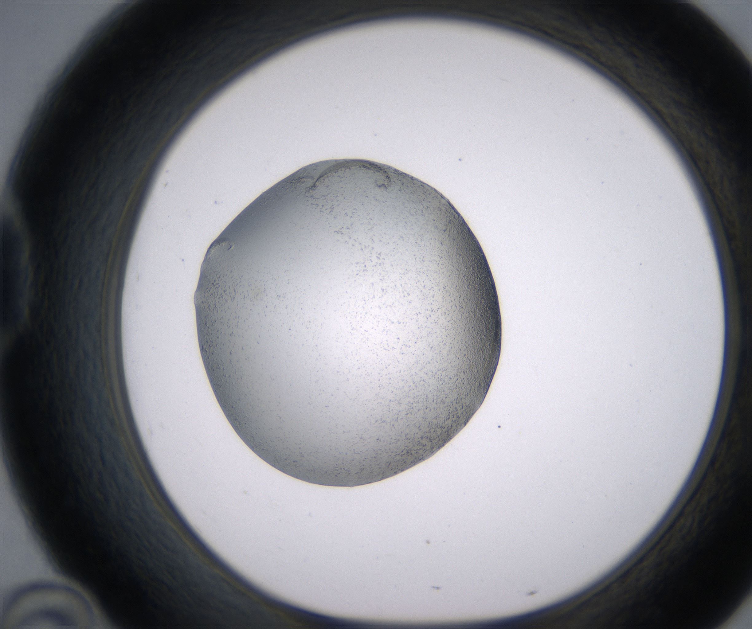D10_HighResolution_Precipitate_1.jpg