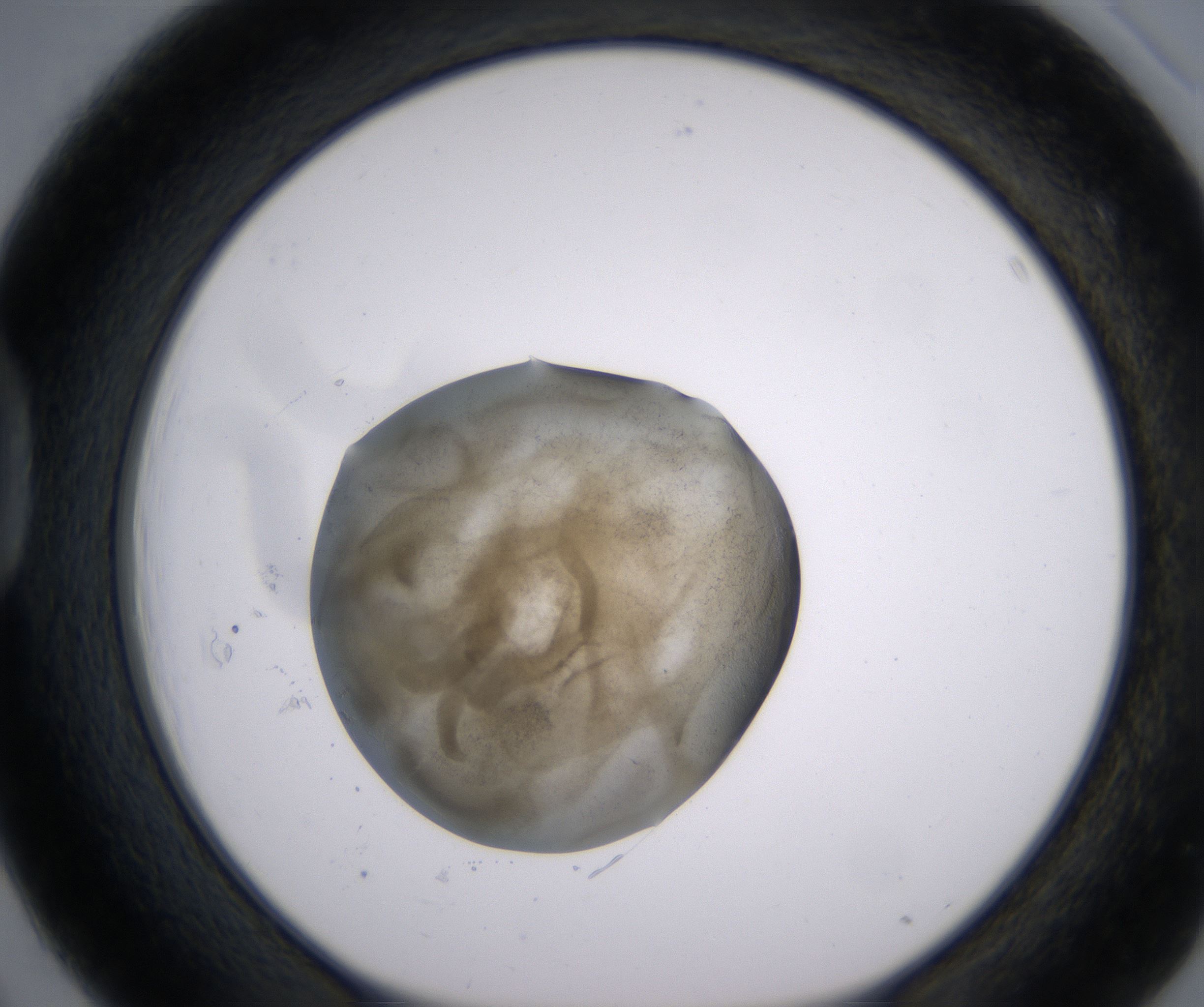 D3_HighResolution_Precipitate_1.jpg