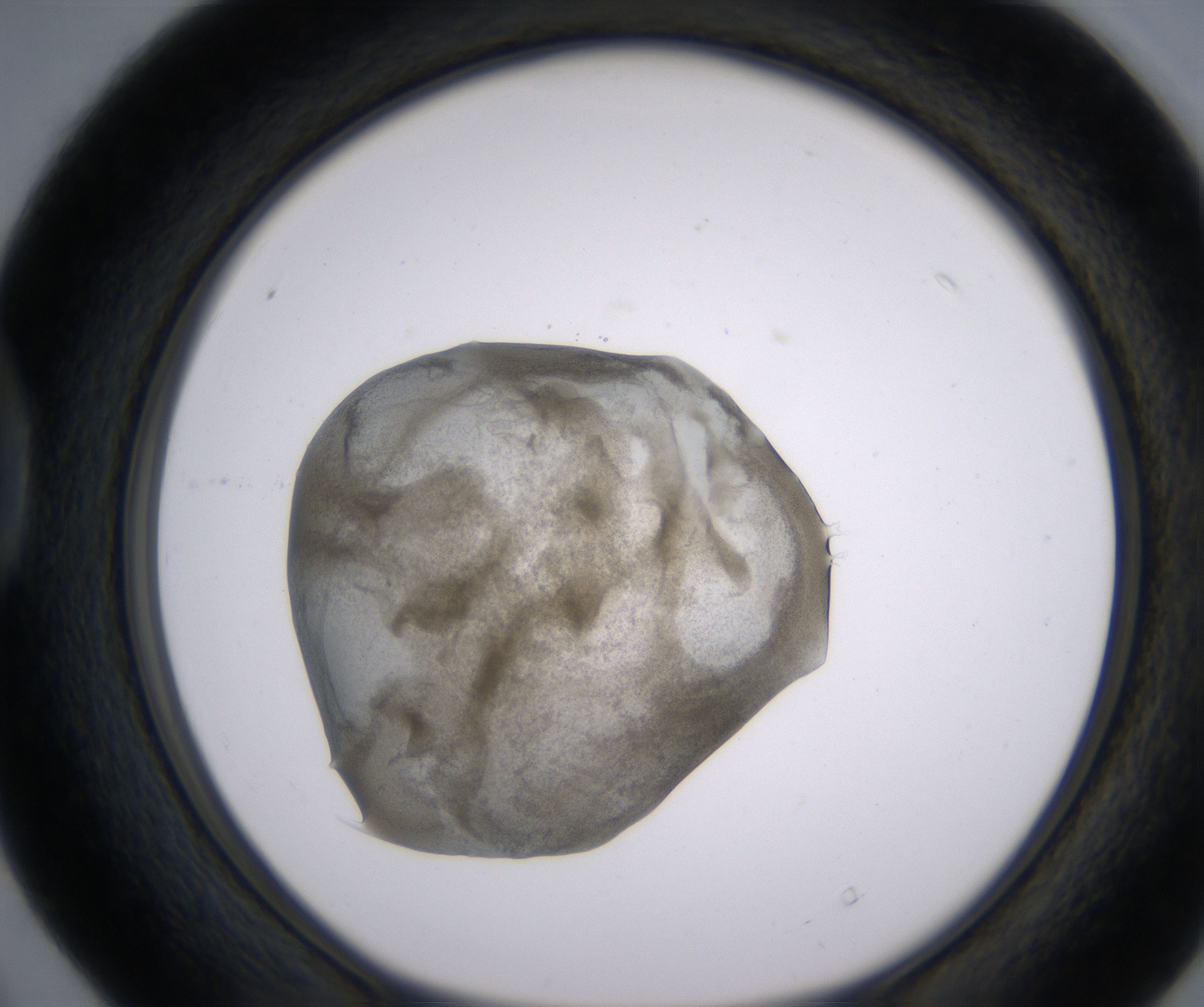 D4_HighResolution_Precipitate_1.jpg