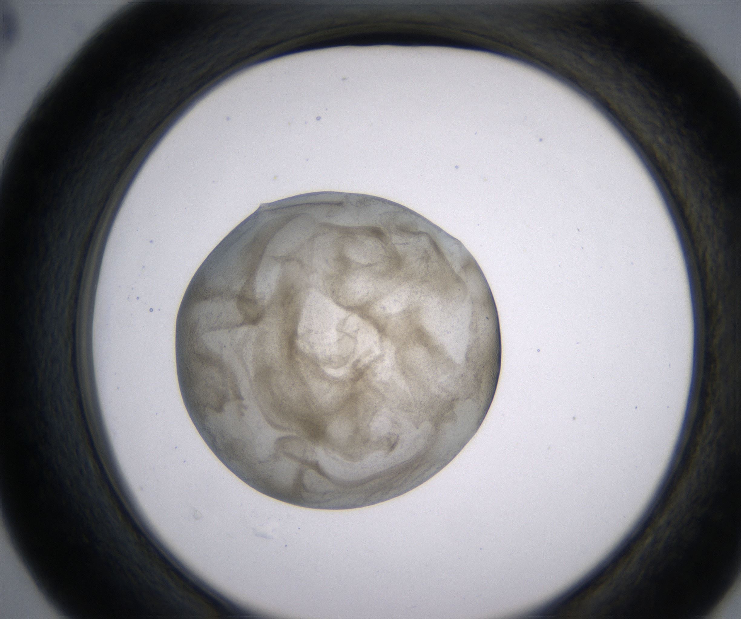 D4_HighResolution_Precipitate_2.jpg