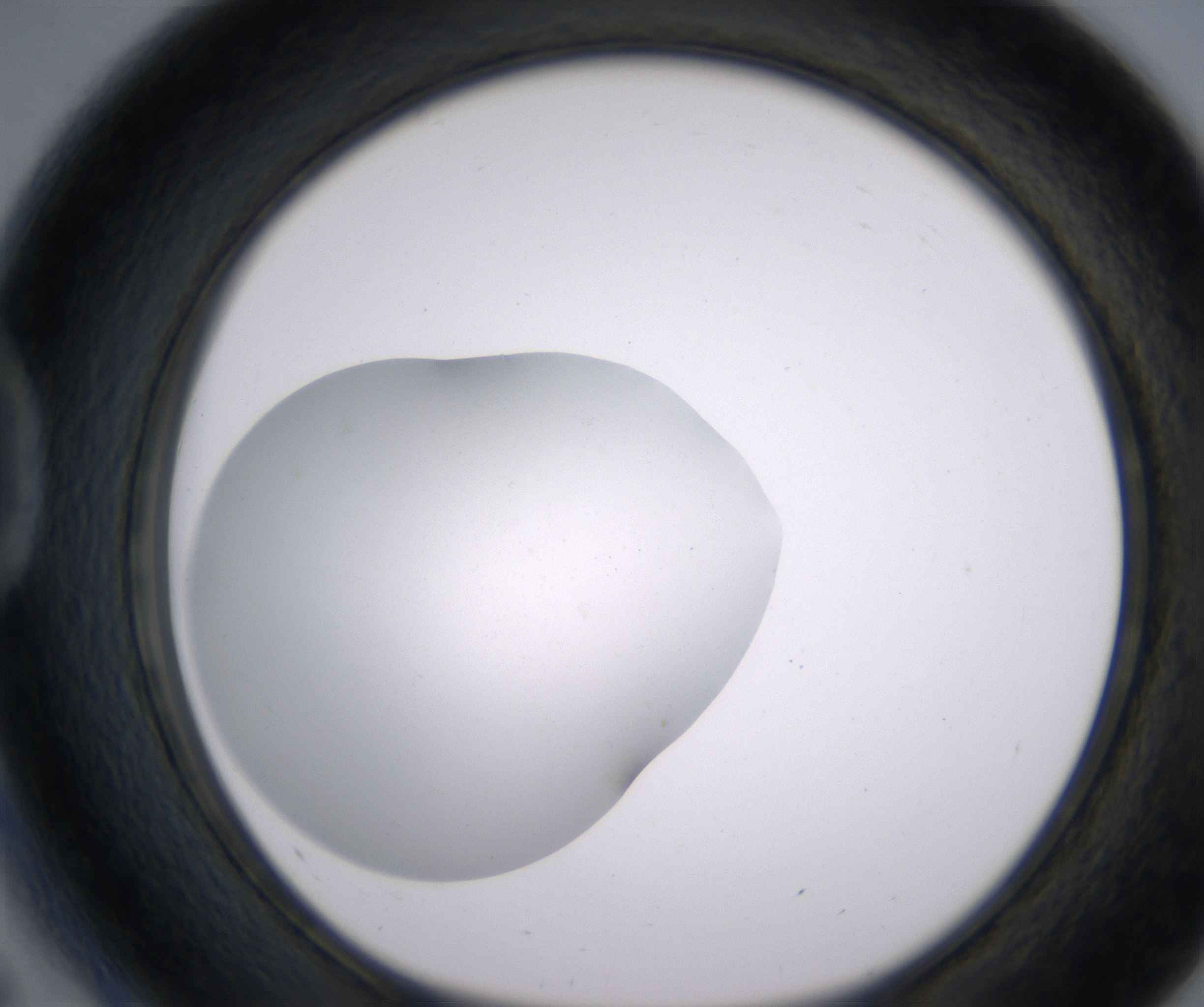 D5_HighResolution_Clear_1.jpg