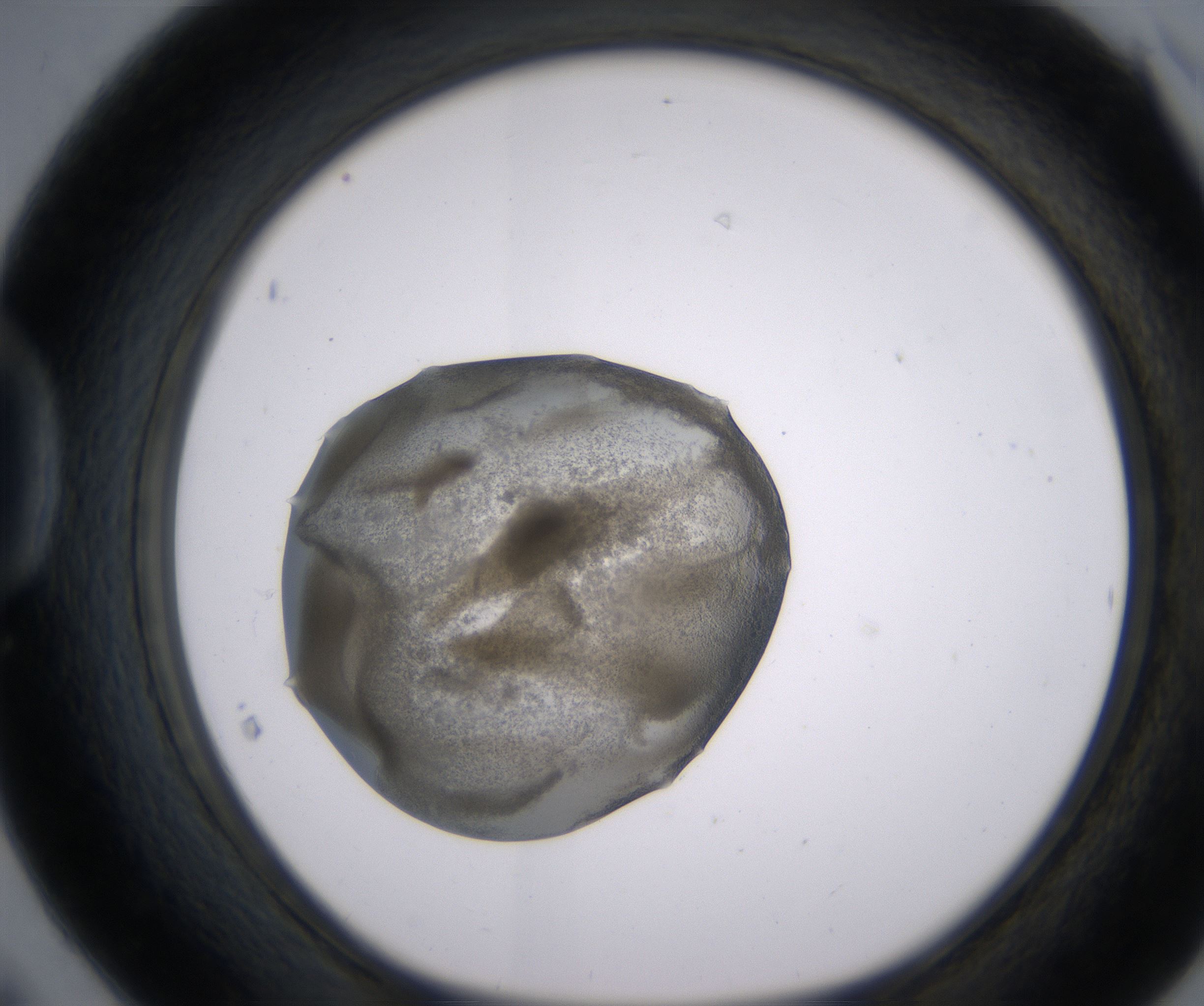 D6_HighResolution_Precipitate_1.jpg