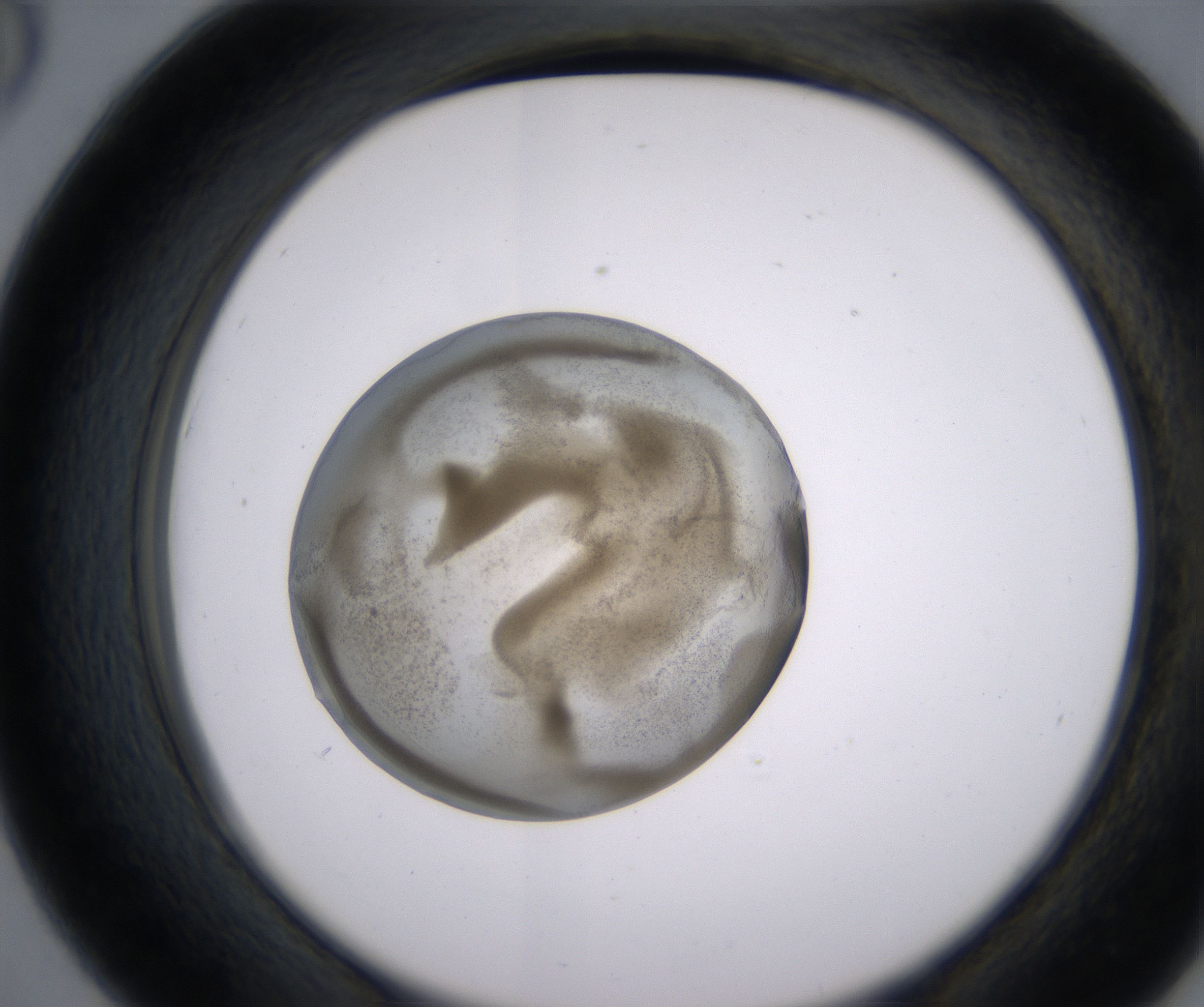D6_HighResolution_Precipitate_2.jpg