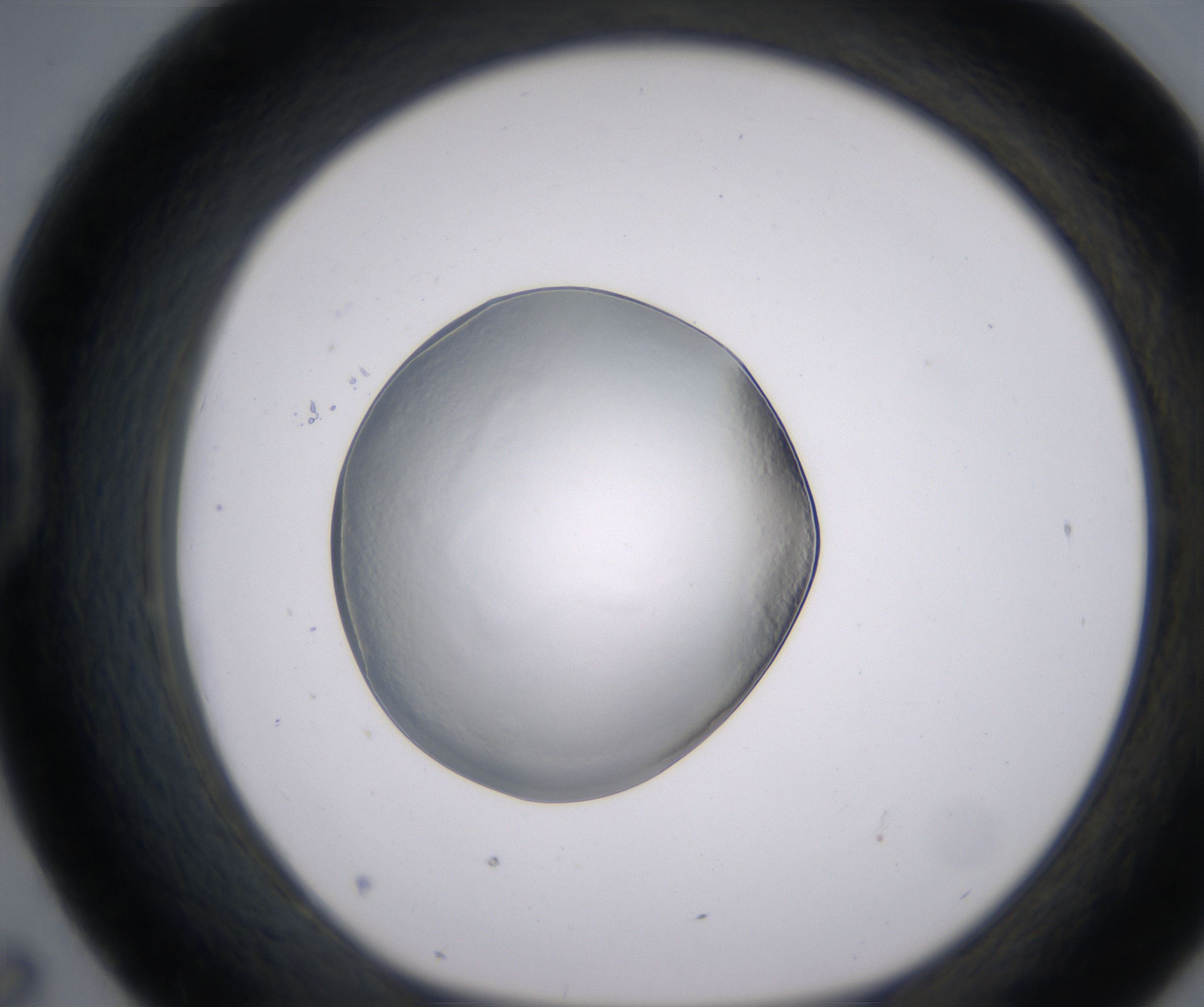 D7_HighResolution_Precipitate_1.jpg