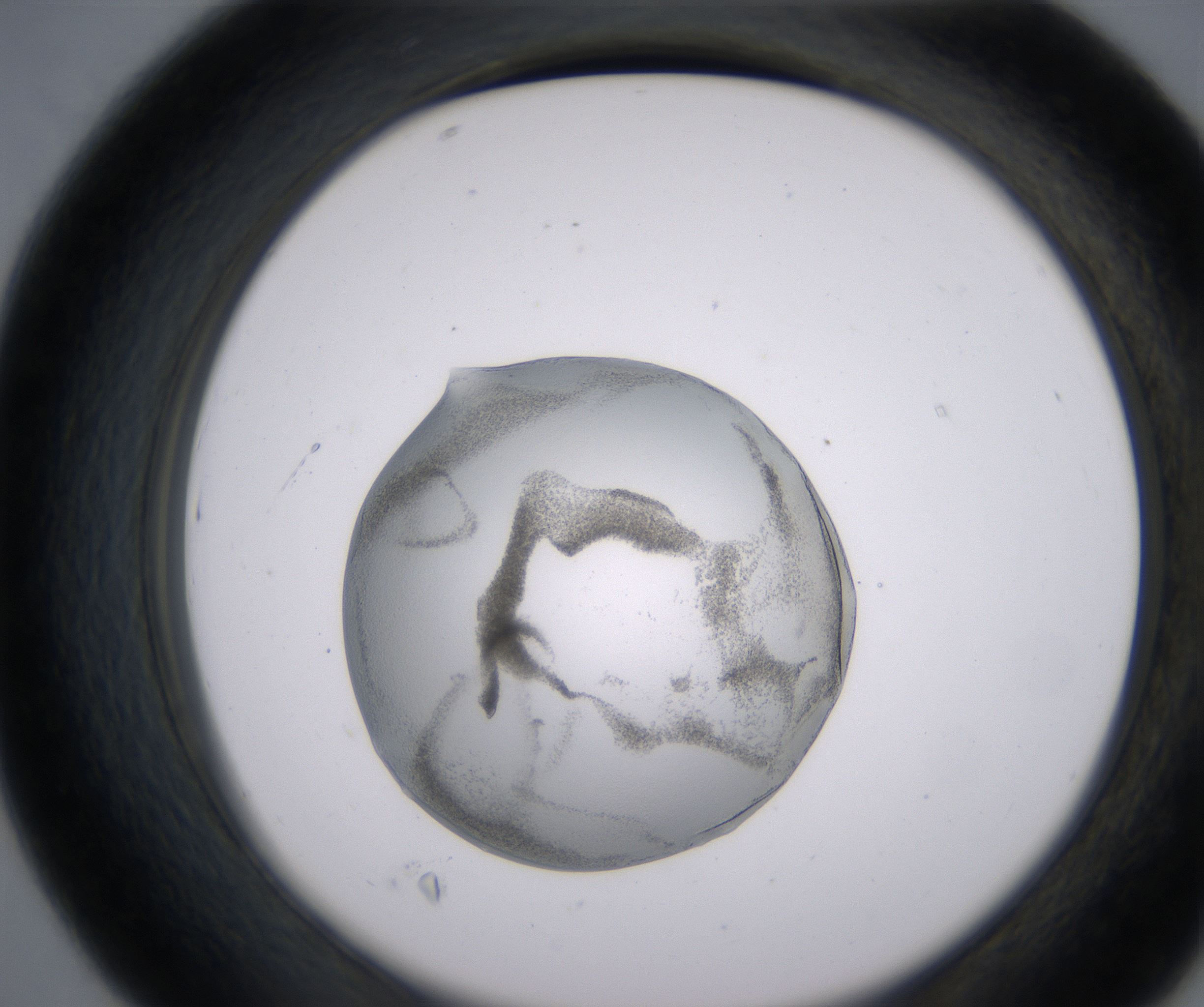 D7_HighResolution_Precipitate_2.jpg