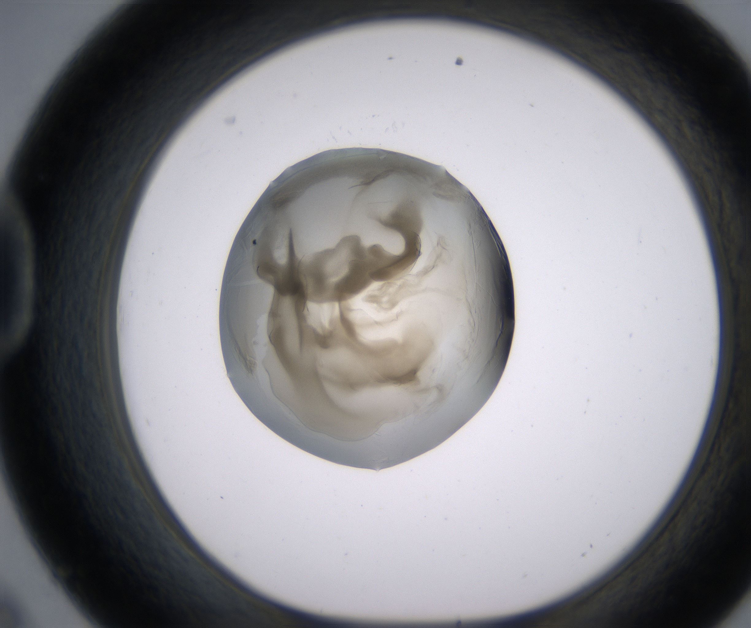 D9_HighResolution_Precipitate_1.jpg