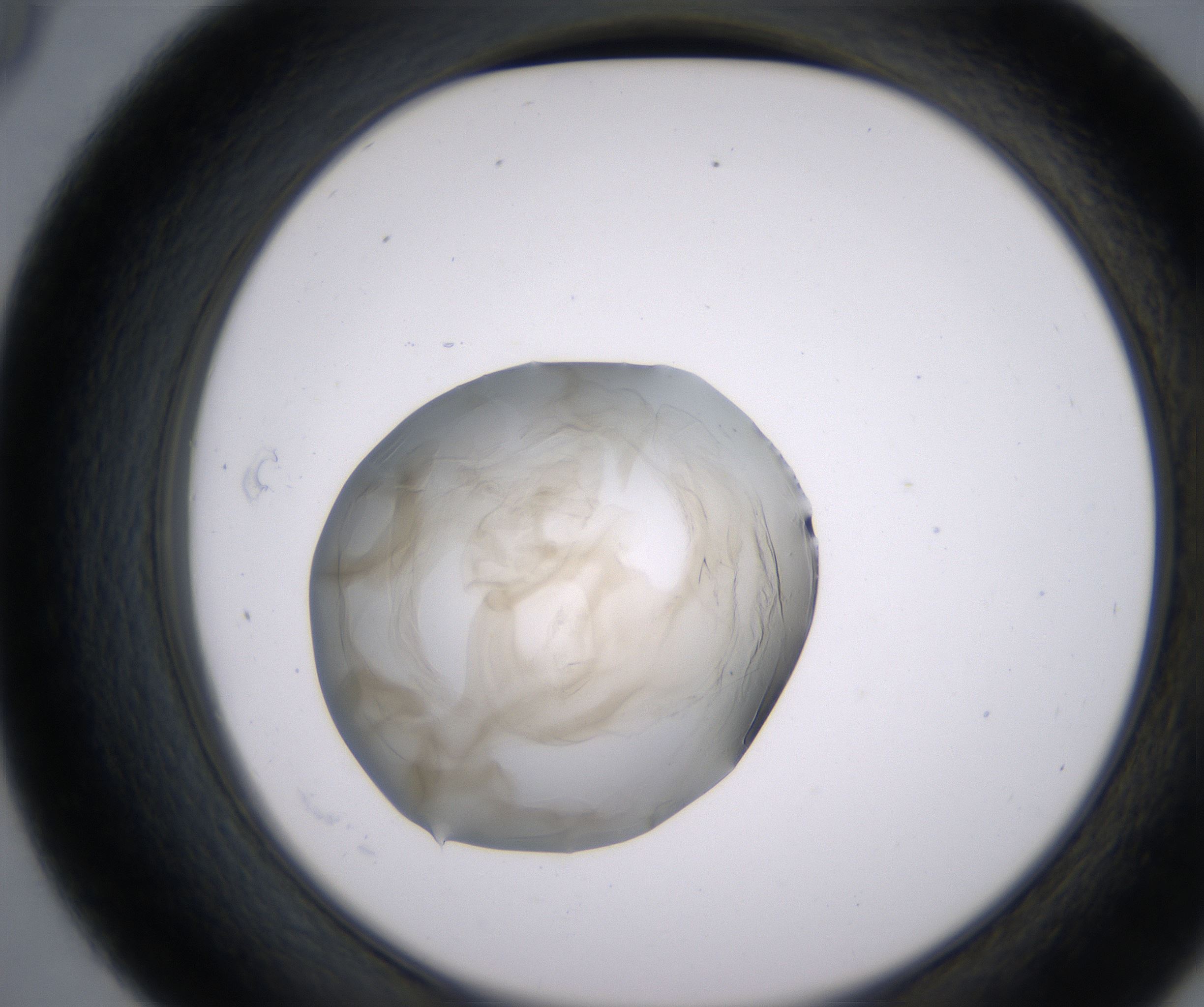 D9_HighResolution_Precipitate_2.jpg