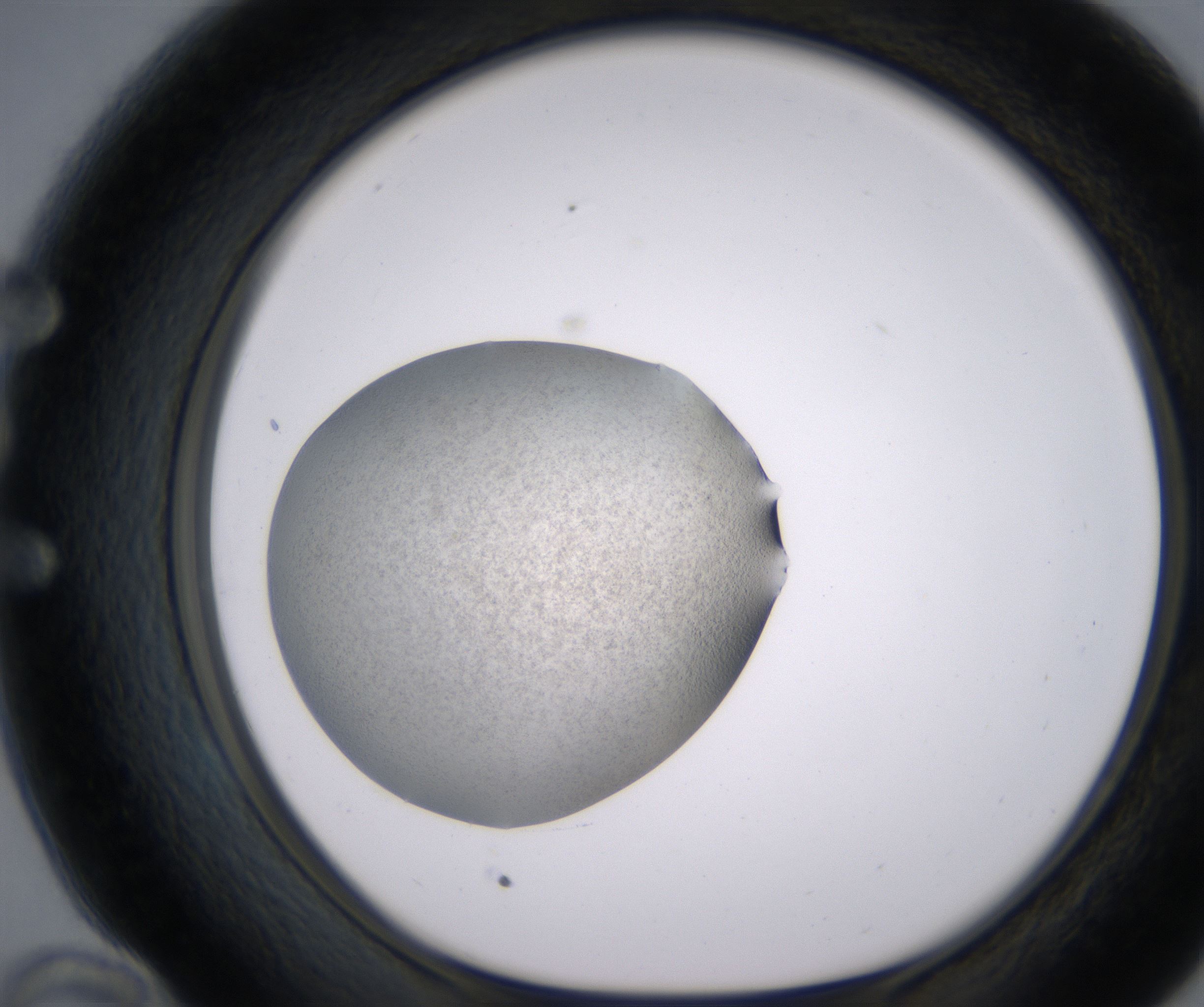 E10_HighResolution_Precipitate_1.jpg
