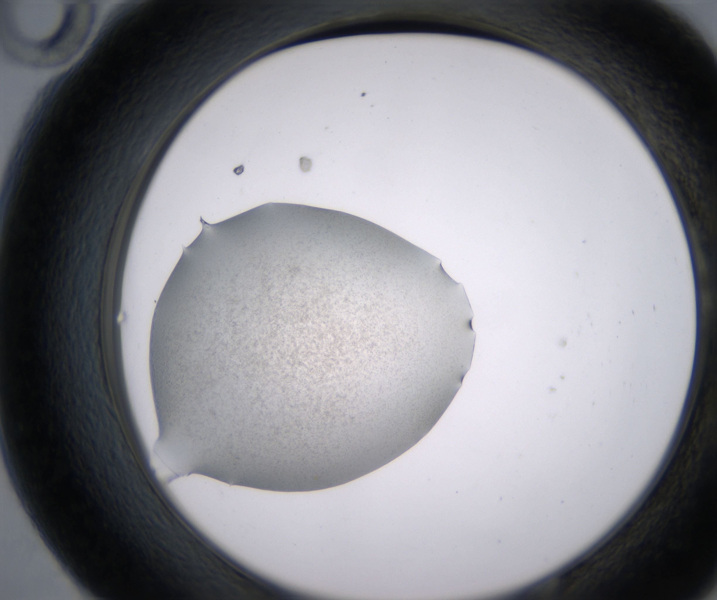 E10_HighResolution_Precipitate_2.jpg