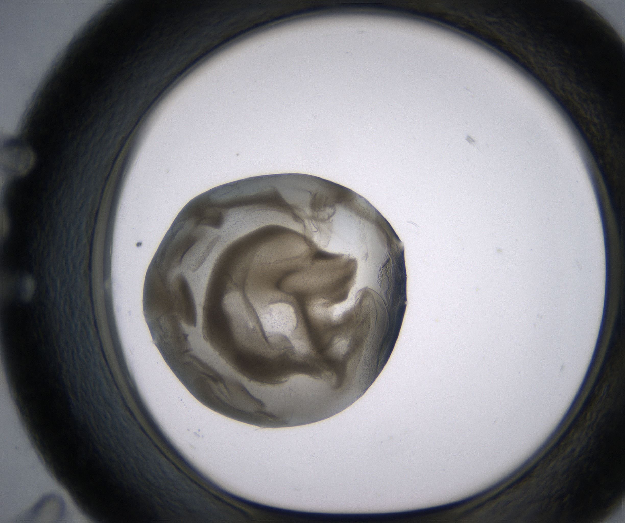 E11_HighResolution_Precipitate_1.jpg