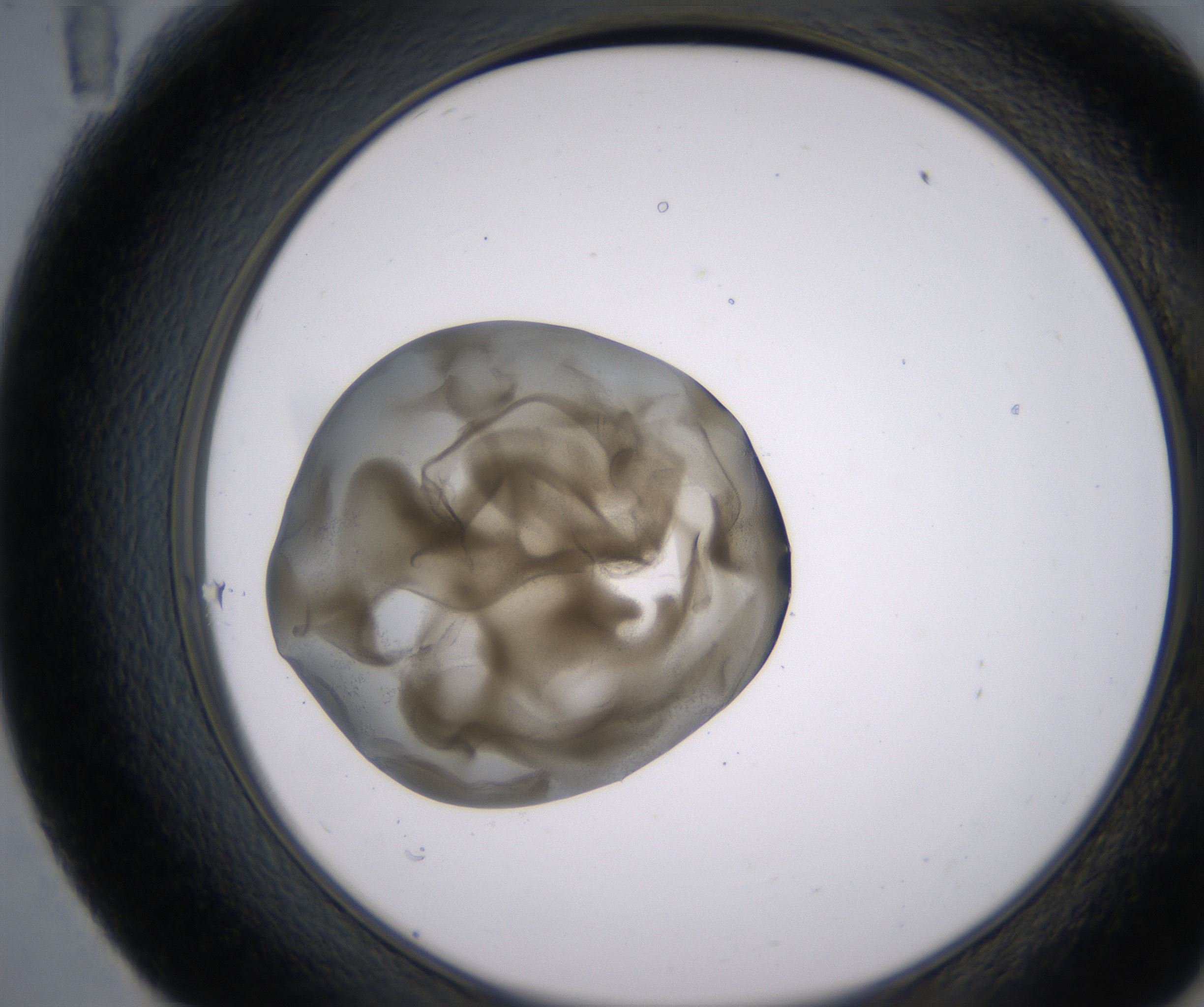 E11_HighResolution_Precipitate_2.jpg